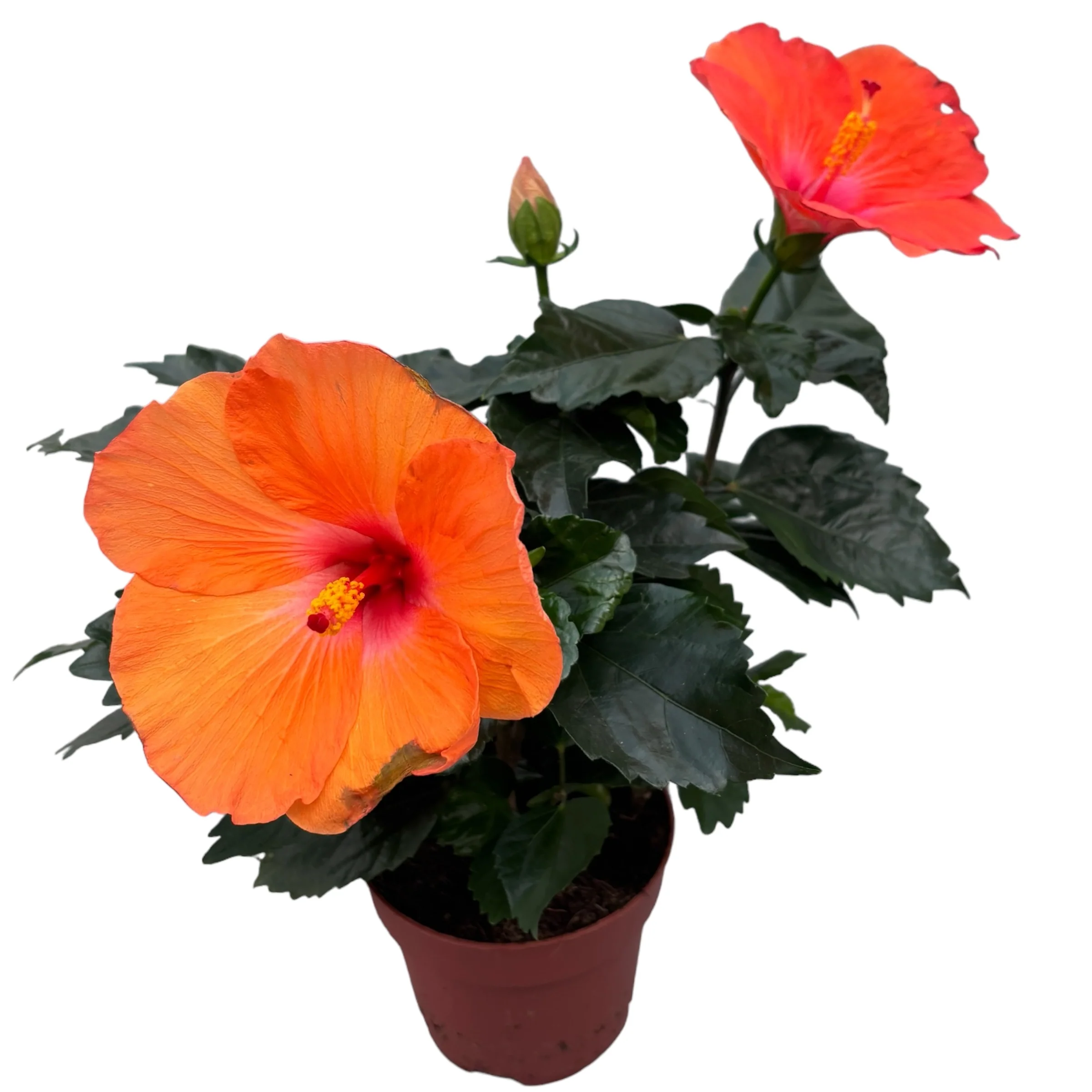 Hibiscus 'Adonicus Salmon’ – flori xl (2 plante/ghiveci)