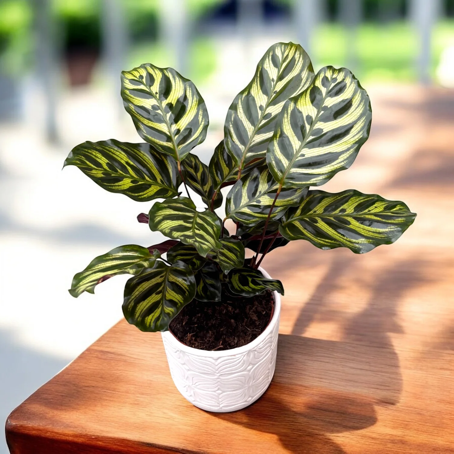 Calathea Makoyana, planta paun
