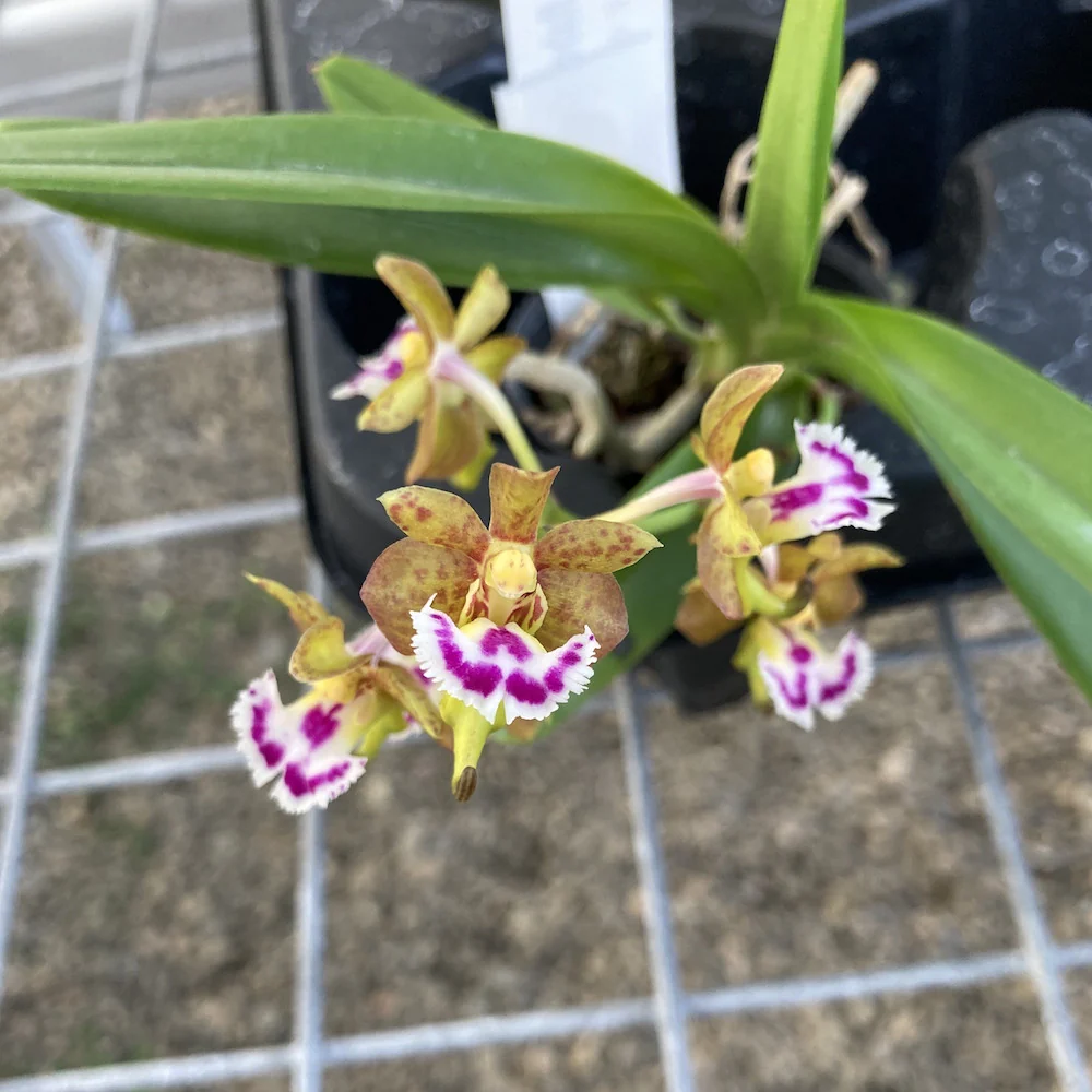 Aerides flabellata – flori parfumate