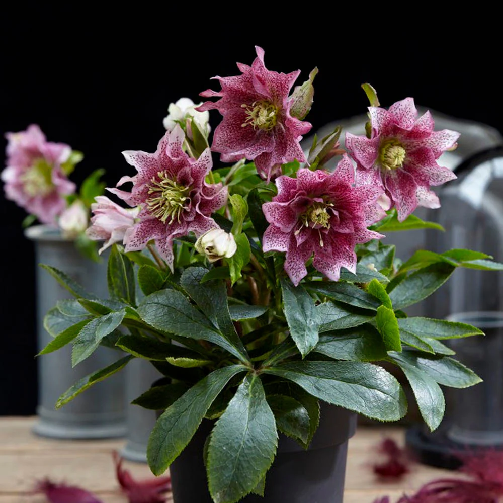 Helleborus orientalis 'Hello Amber’ (Spanz cu flori duble)