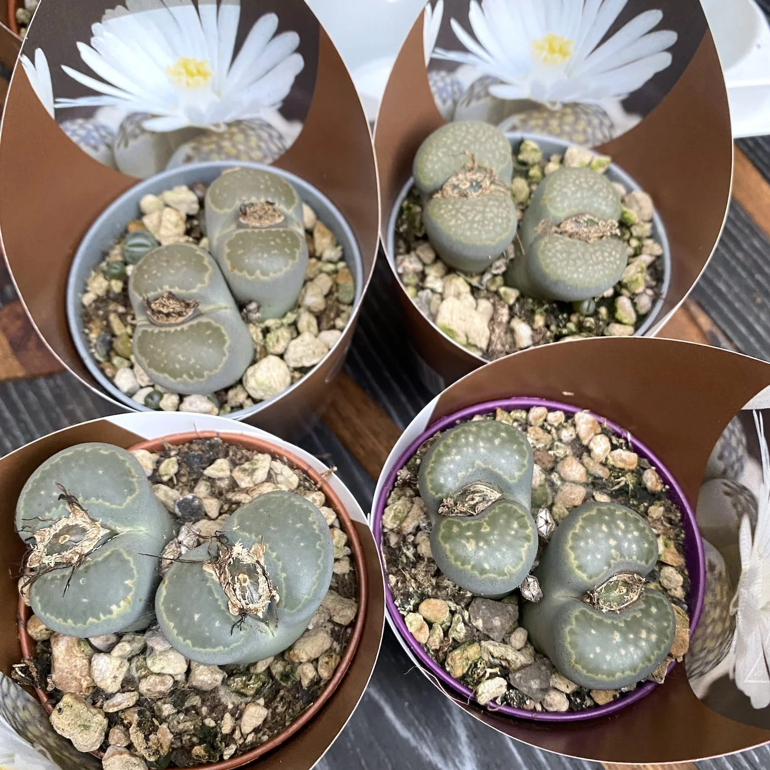 Lithops mix mini – flori albe