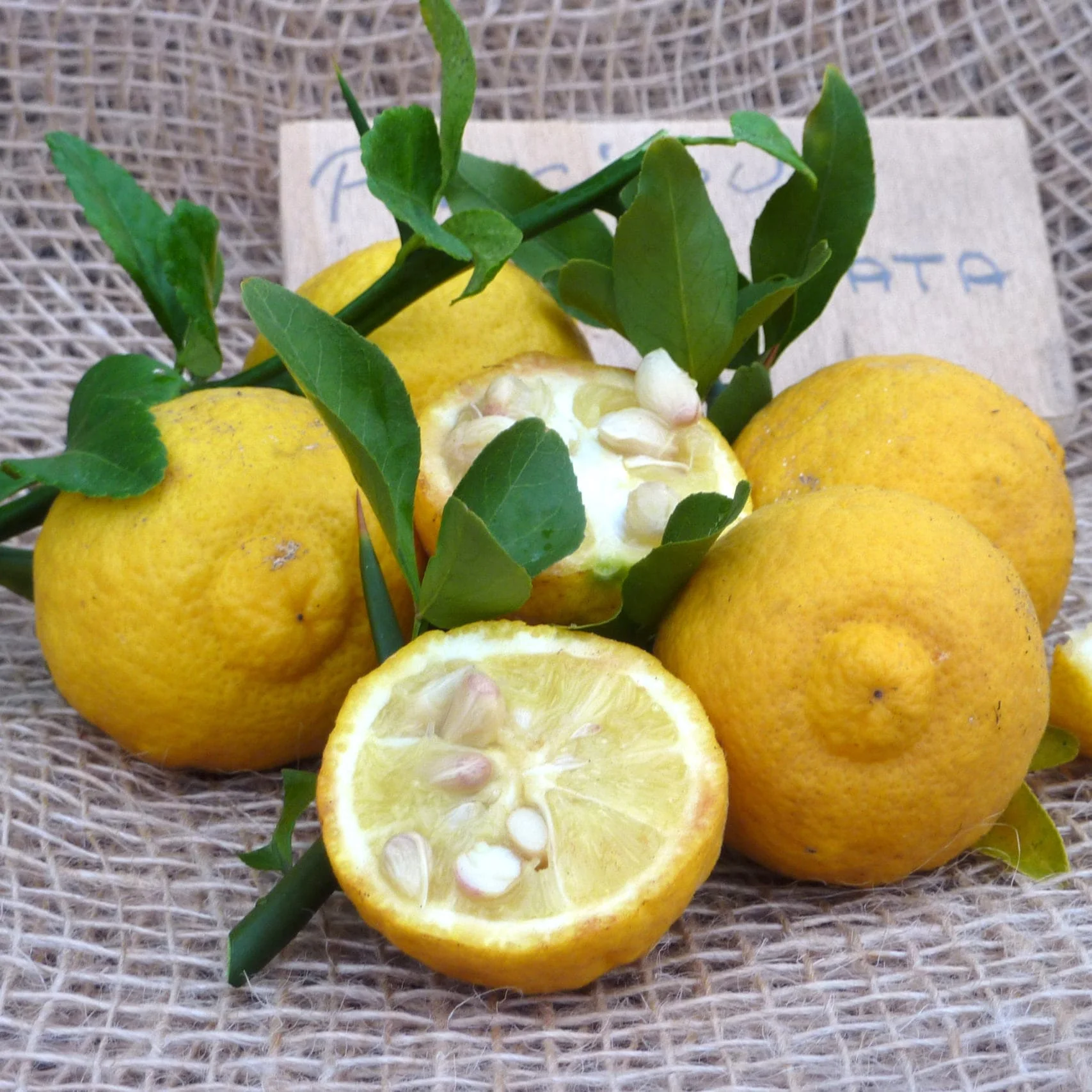 Lamai de gradina, rezistenti la ger – Citrus trifoliata (Poncirus Trifoliata)