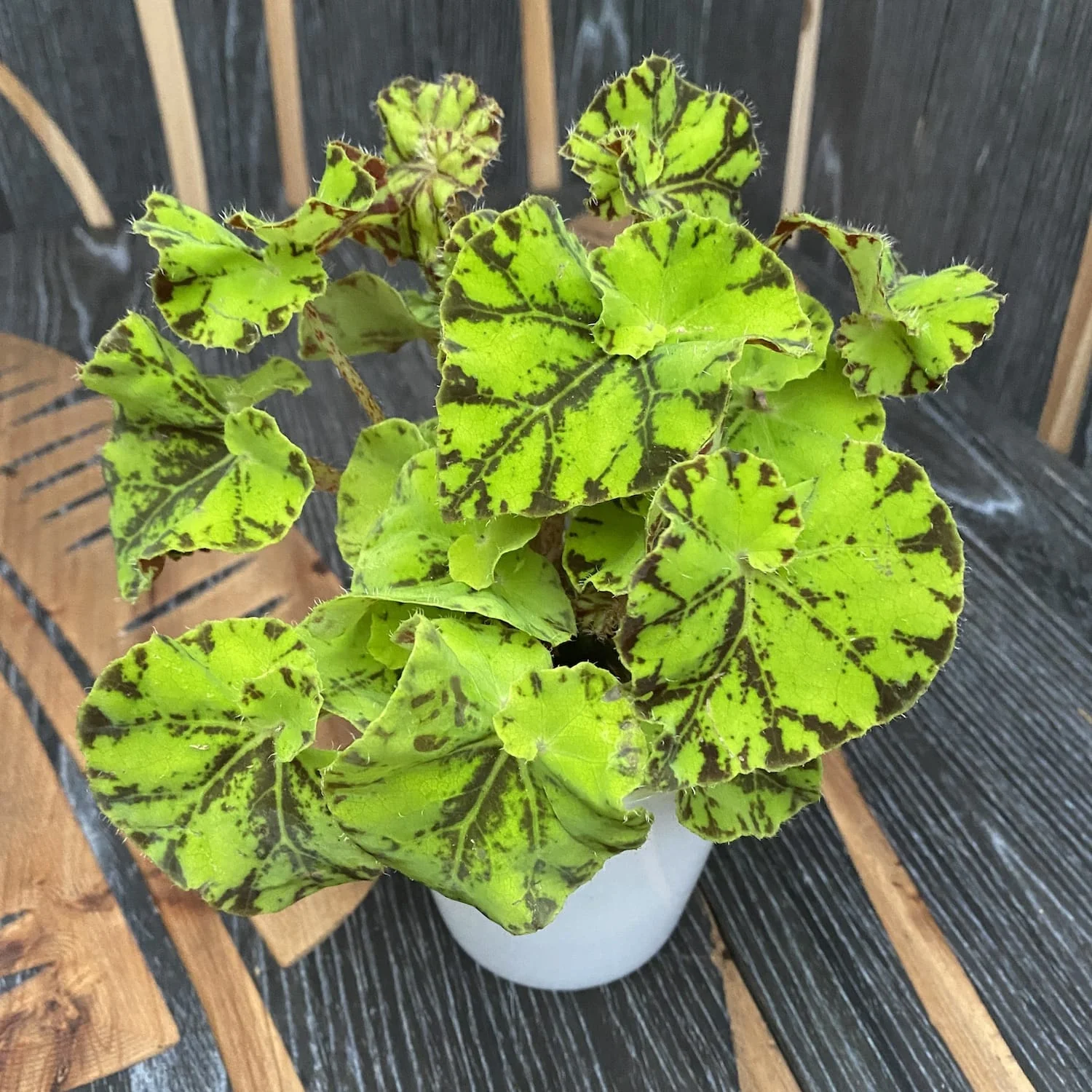 Begonia rex 'Zumba’