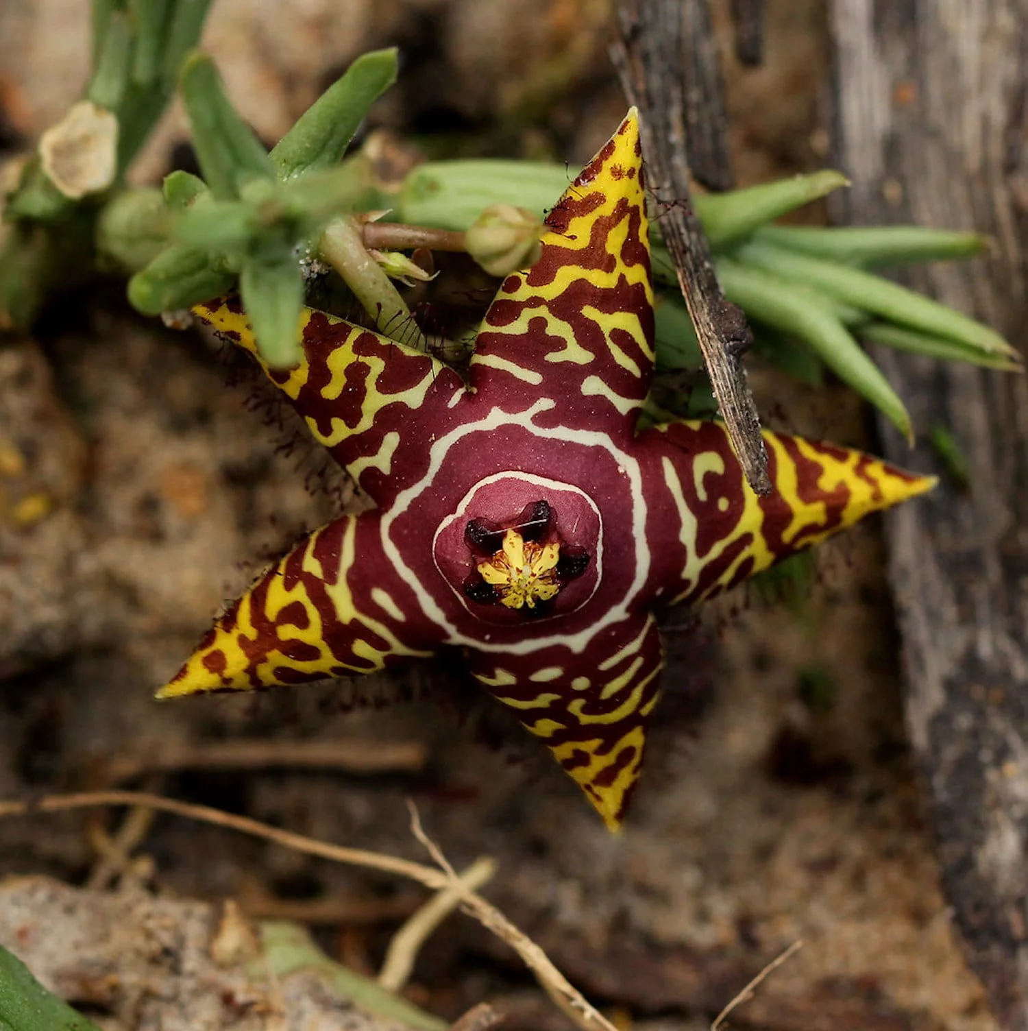 Orbea halipedicola