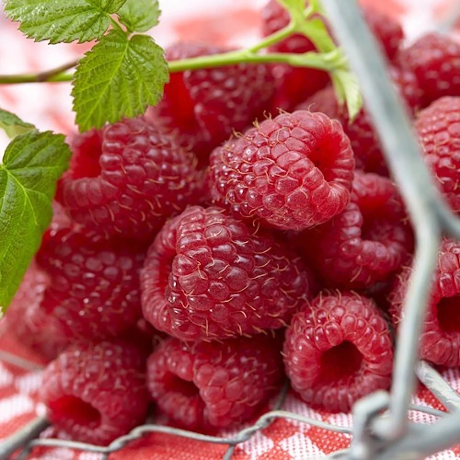 Zmeur – Rubus idaeus 'Schonemann’