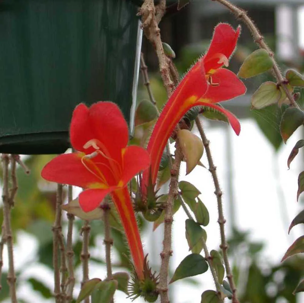 Columnea arguta – “Flying Goldfish”, planta cu flori spectaculoase