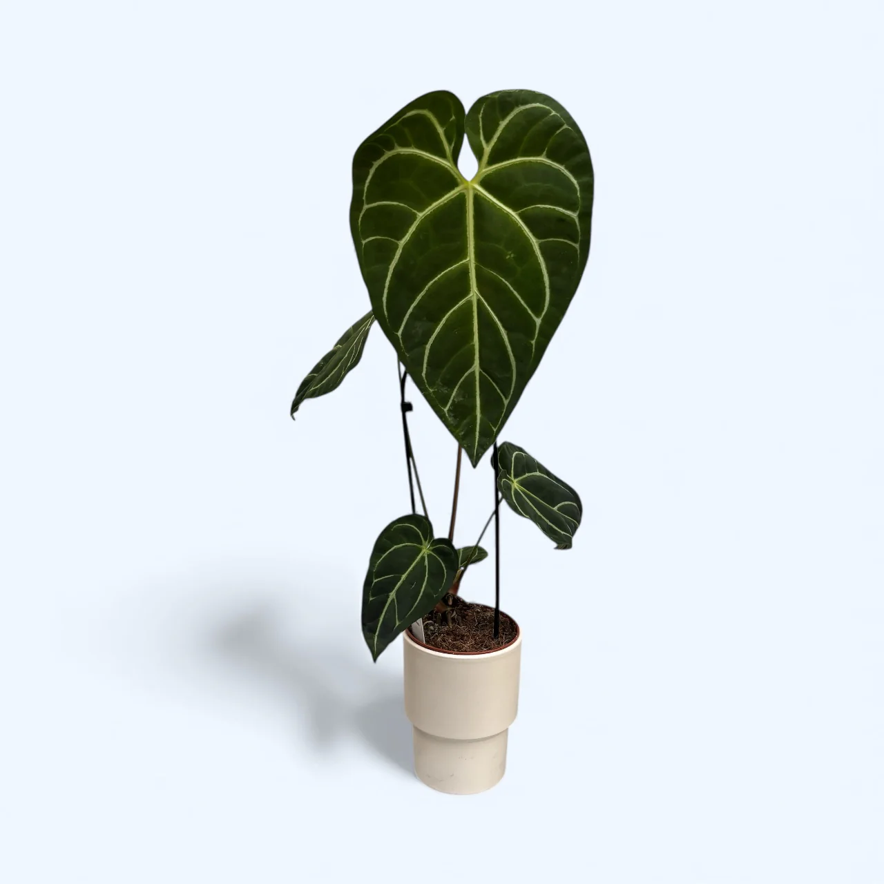 Anthurium regale – frunze uriase, catifelate, de un verde imperial
