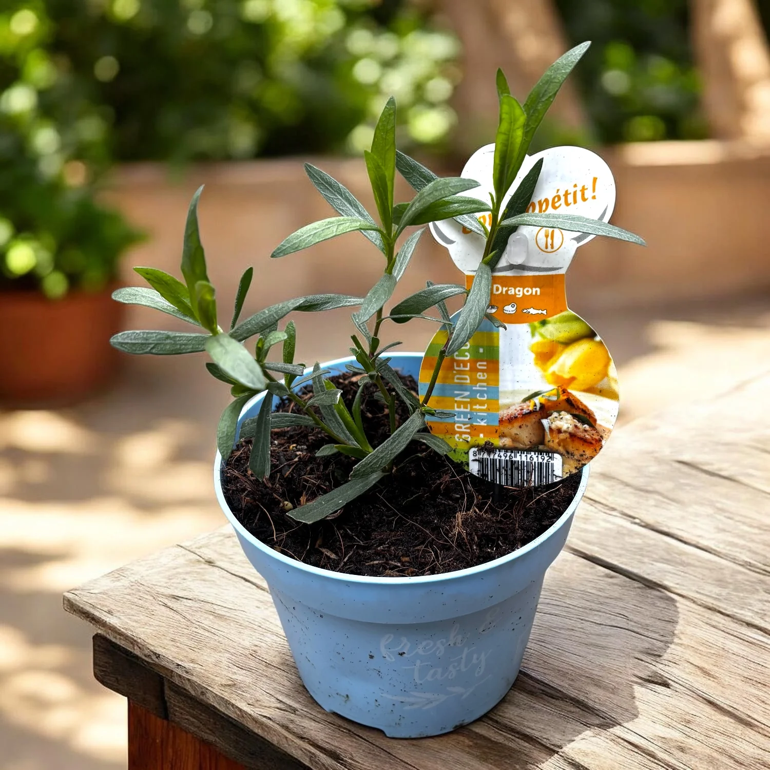 Artemisia dracunculus – tarhon, planta aromatica perena pentru gradina si ghiveci