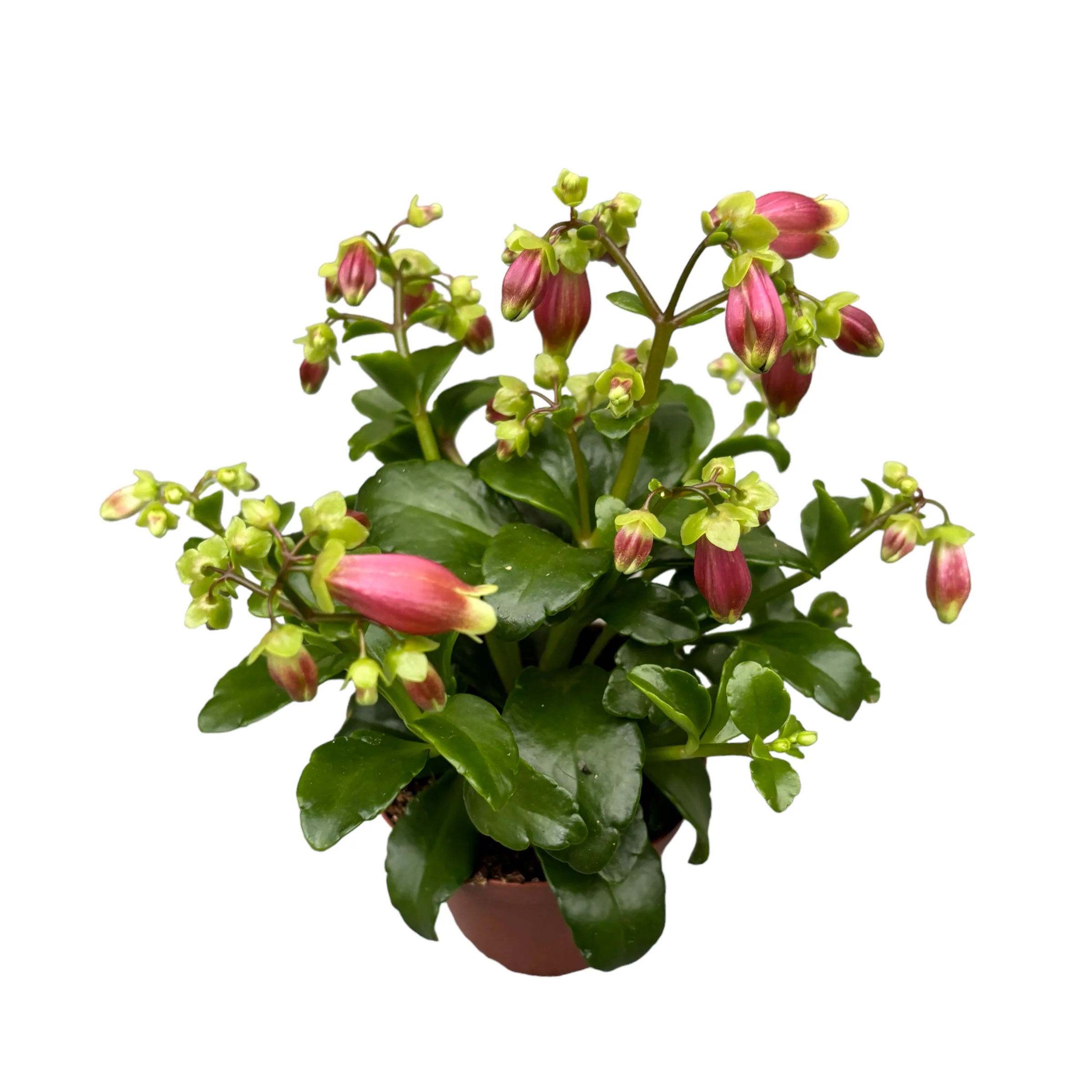 Kalanchoe 'Dream Bells’