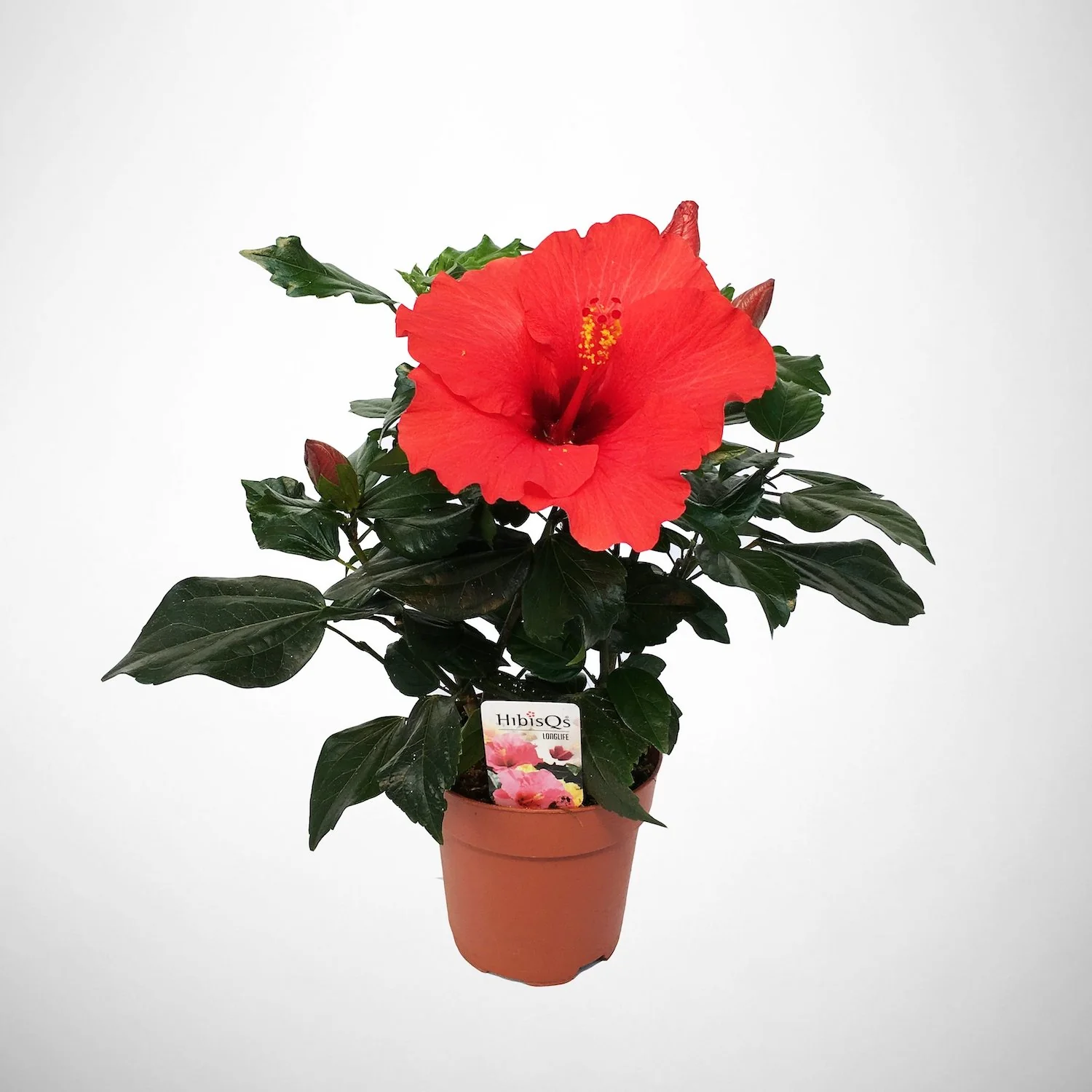 Hibiscus rosa-sinensis 'Volcano’