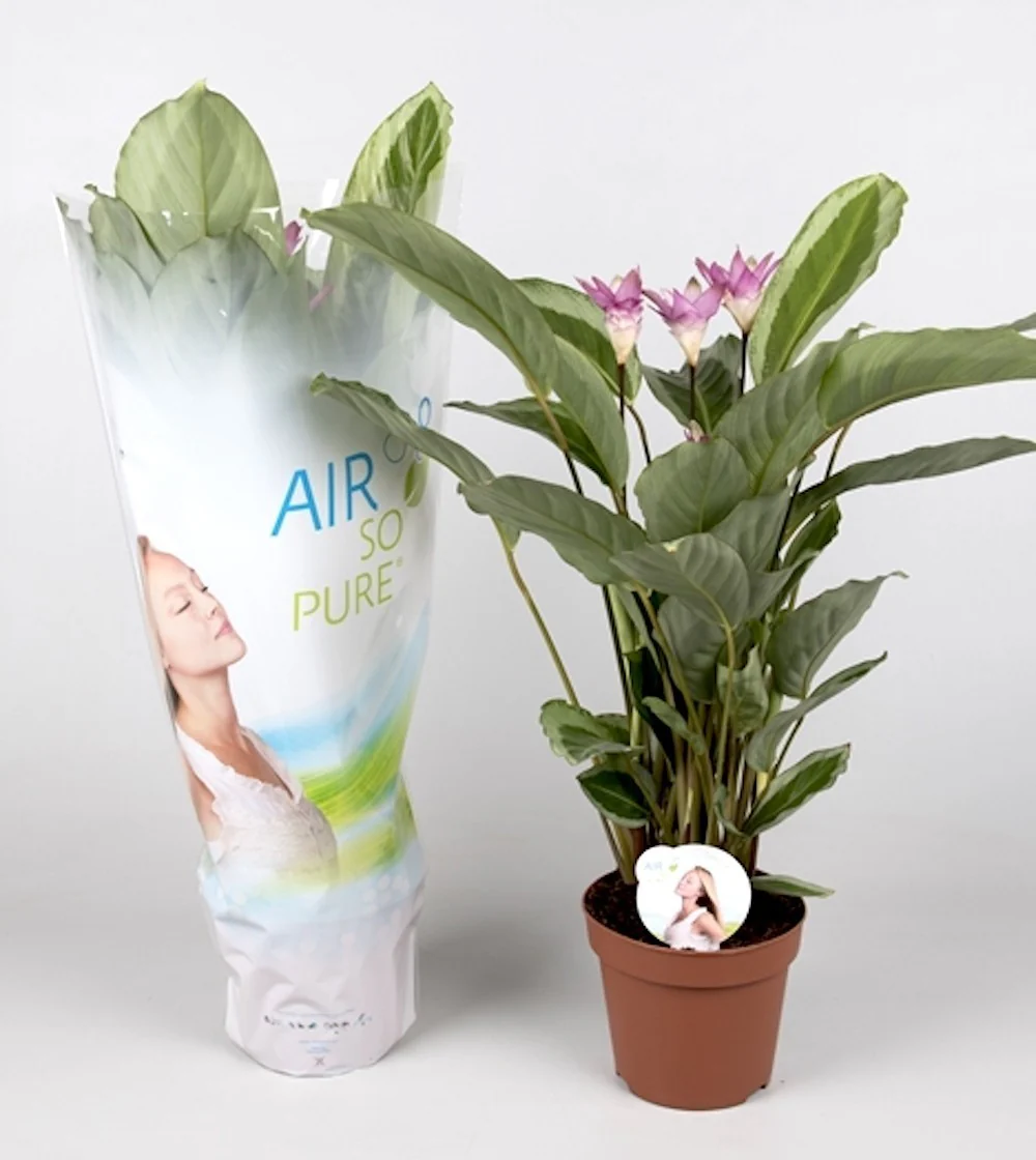 Calathea Bicajoux cu flori – purifica aerul