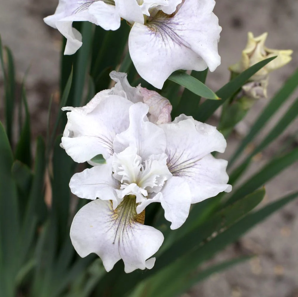 Bulbi Irisi albi Sibirica Not Quite White