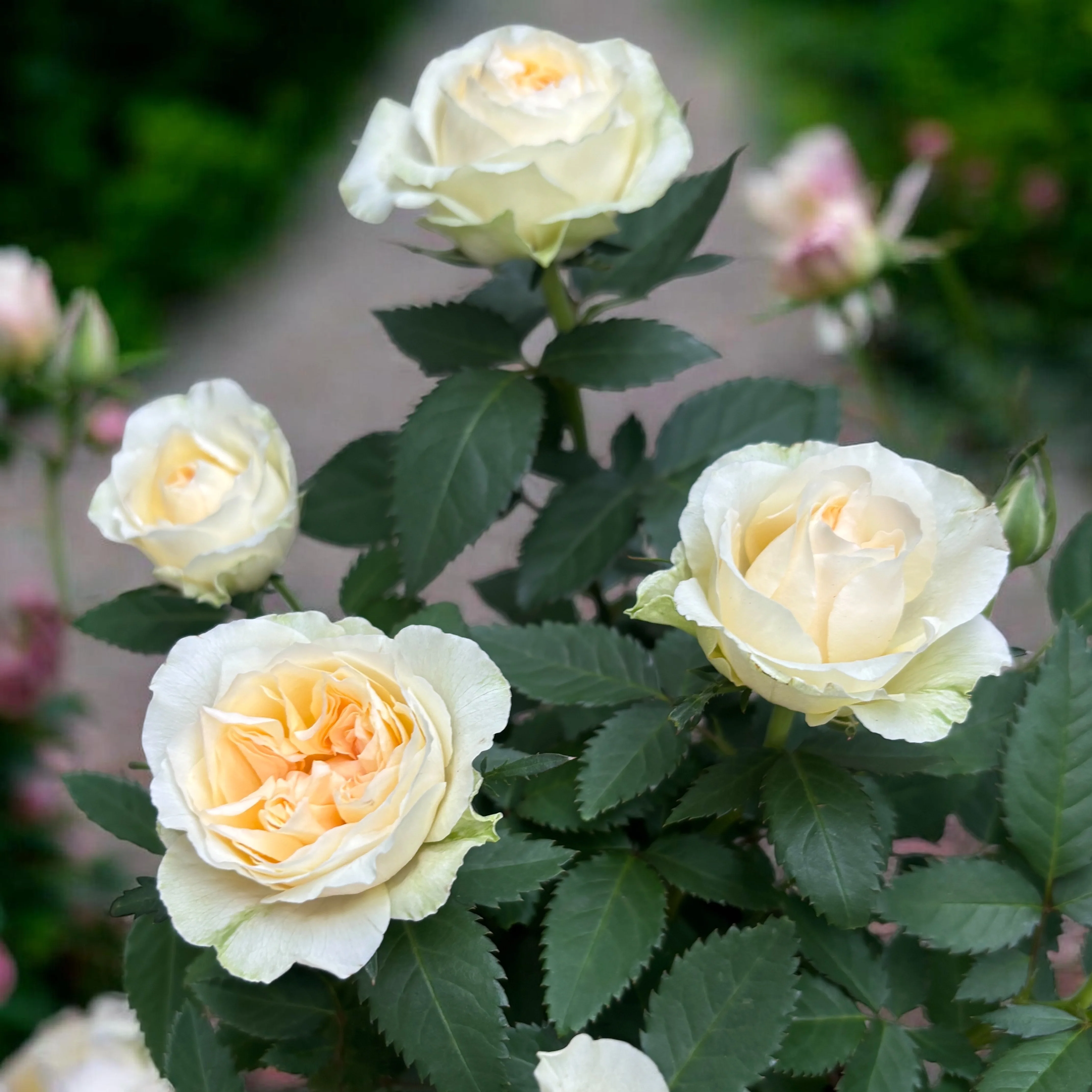 Trandafiri pitici Rosa ‘Grande Pearl’ (Kordana Grande) – flori mari albe