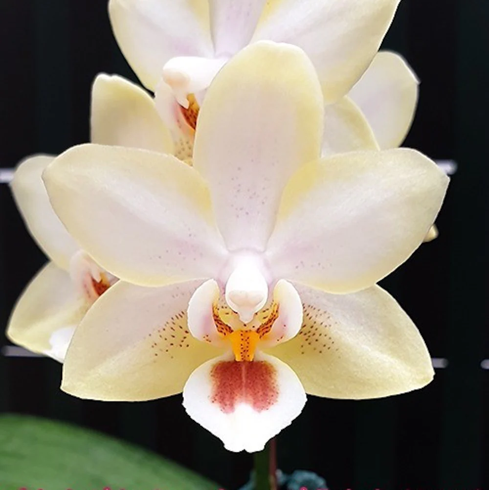 Phalaenopsis Miki Strawberry Milkshake '2001′