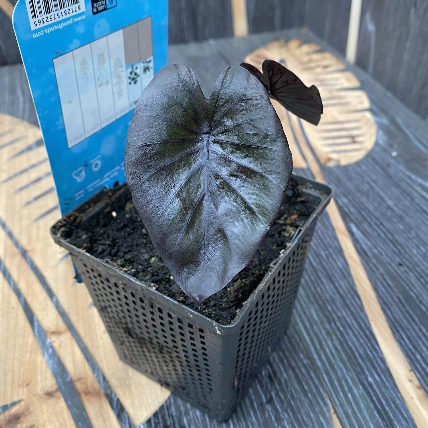 Colocasia esculenta 'Black Magic’ (babyplant)