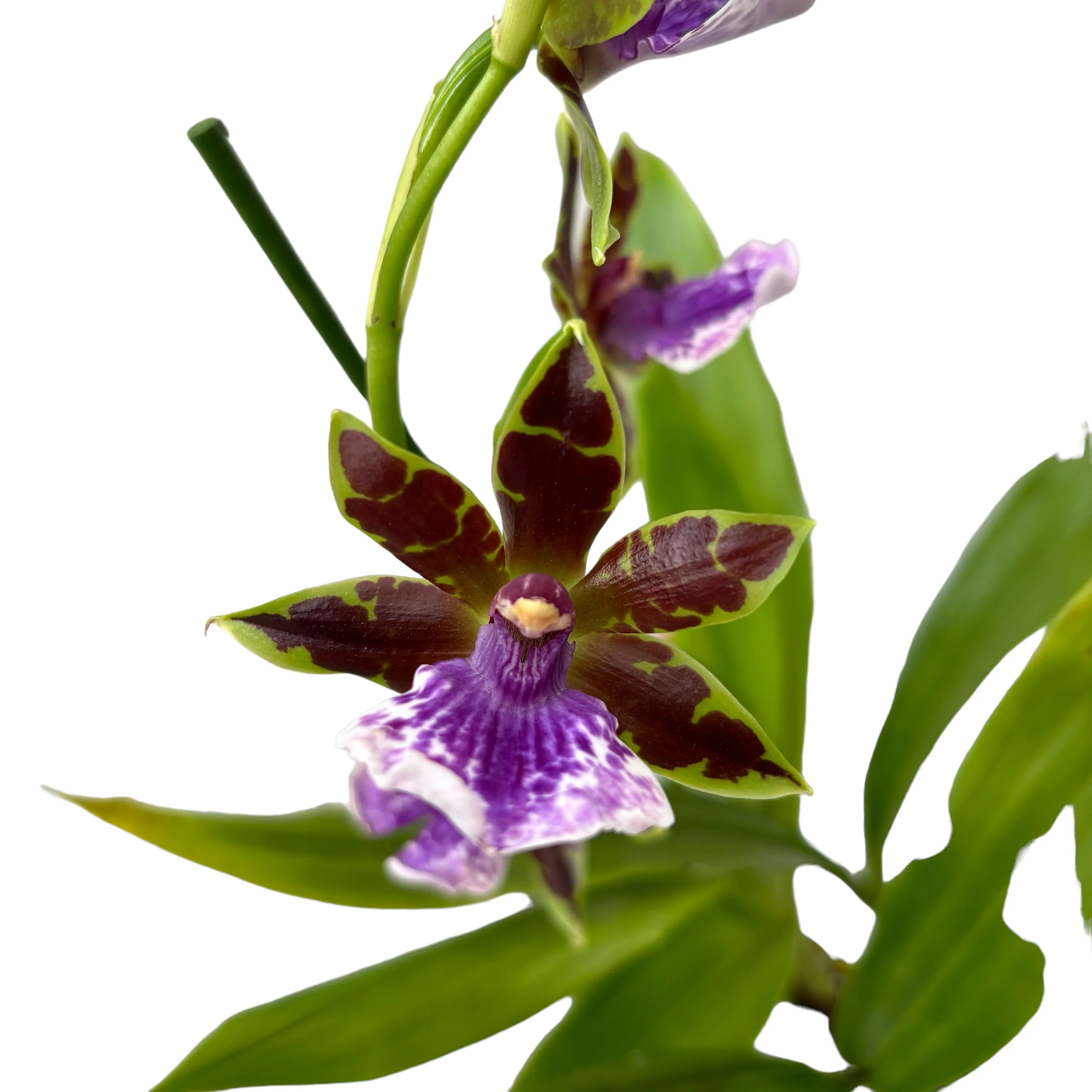 Zygopetalum James Strauss 'Scentsation’ – parfum de zambila