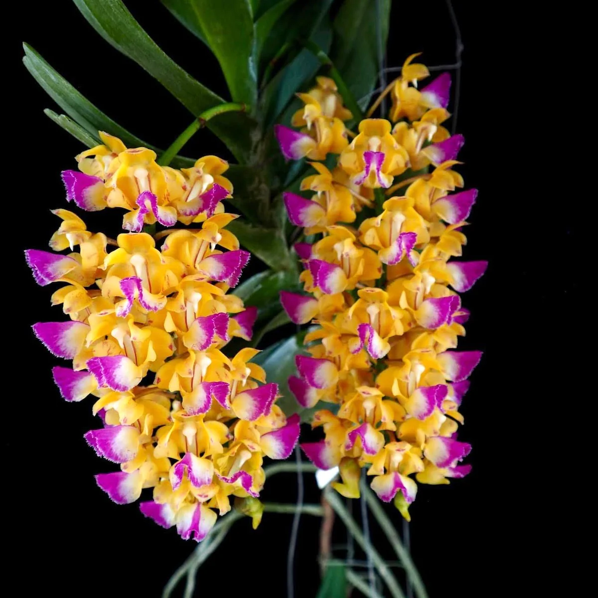 Aerides houlletiana * flori parfumate