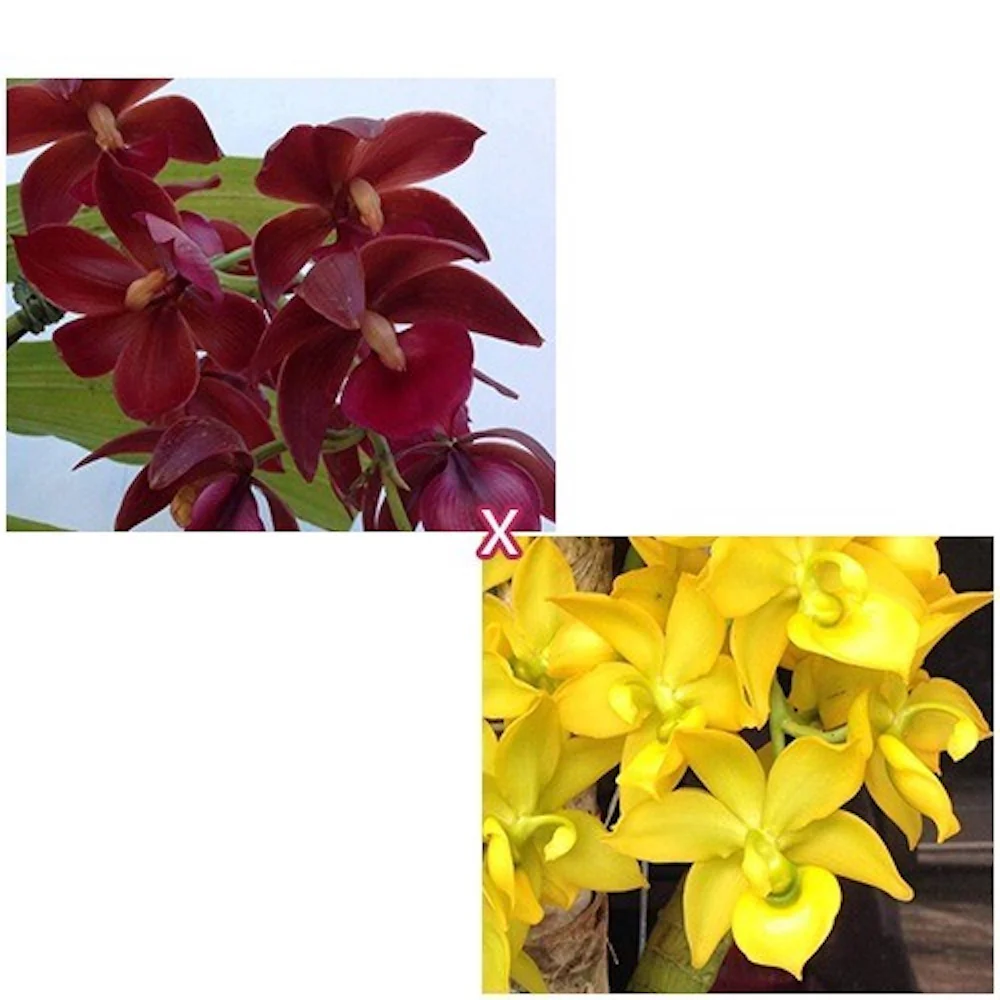 Cycnodes Taiwan Yellow Diamond (Cyc. Wine Delight × Cyc. Taiwan Gold)