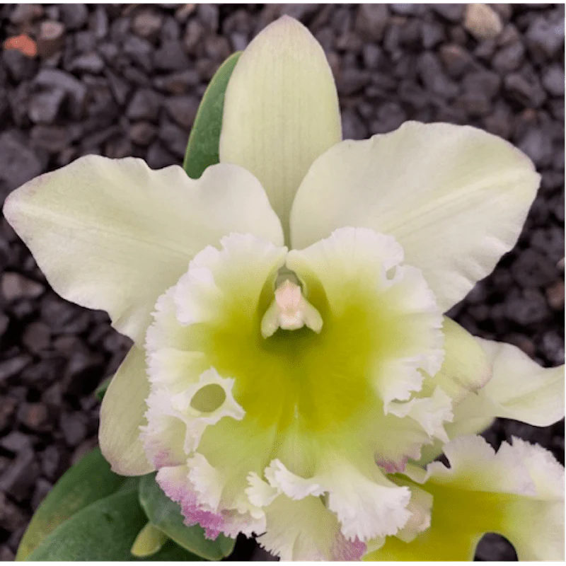 Rlc. Chunfong Apple 'Chief Jade’ SM/TOGA – flori parfumate XL