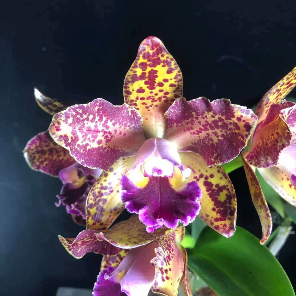 Rlc. Waianae Leopard 'Ching Hua’ AM/AOS *parfumata