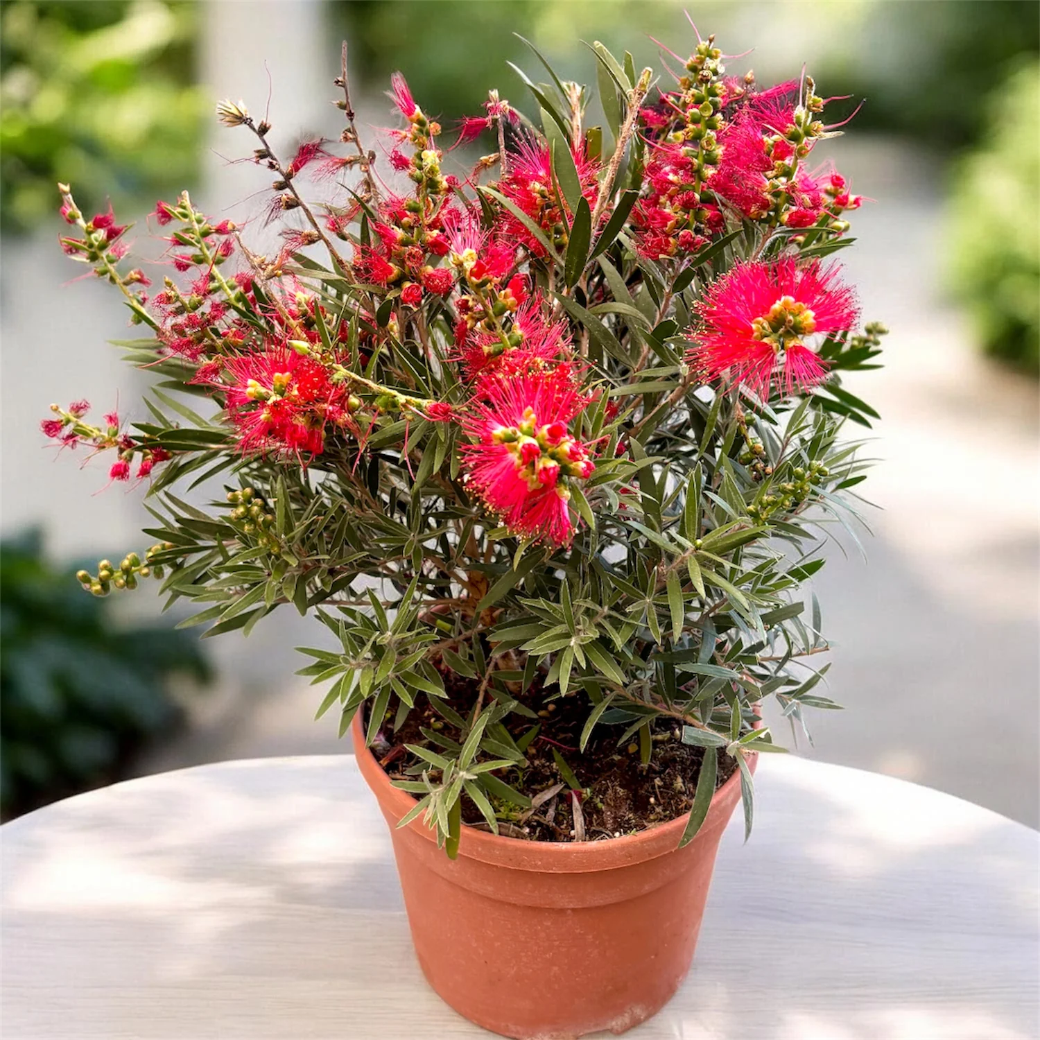 Callistemon ‘Masotti’ (arborele periuta) – inflorire spectaculoasa cu aspect exotic