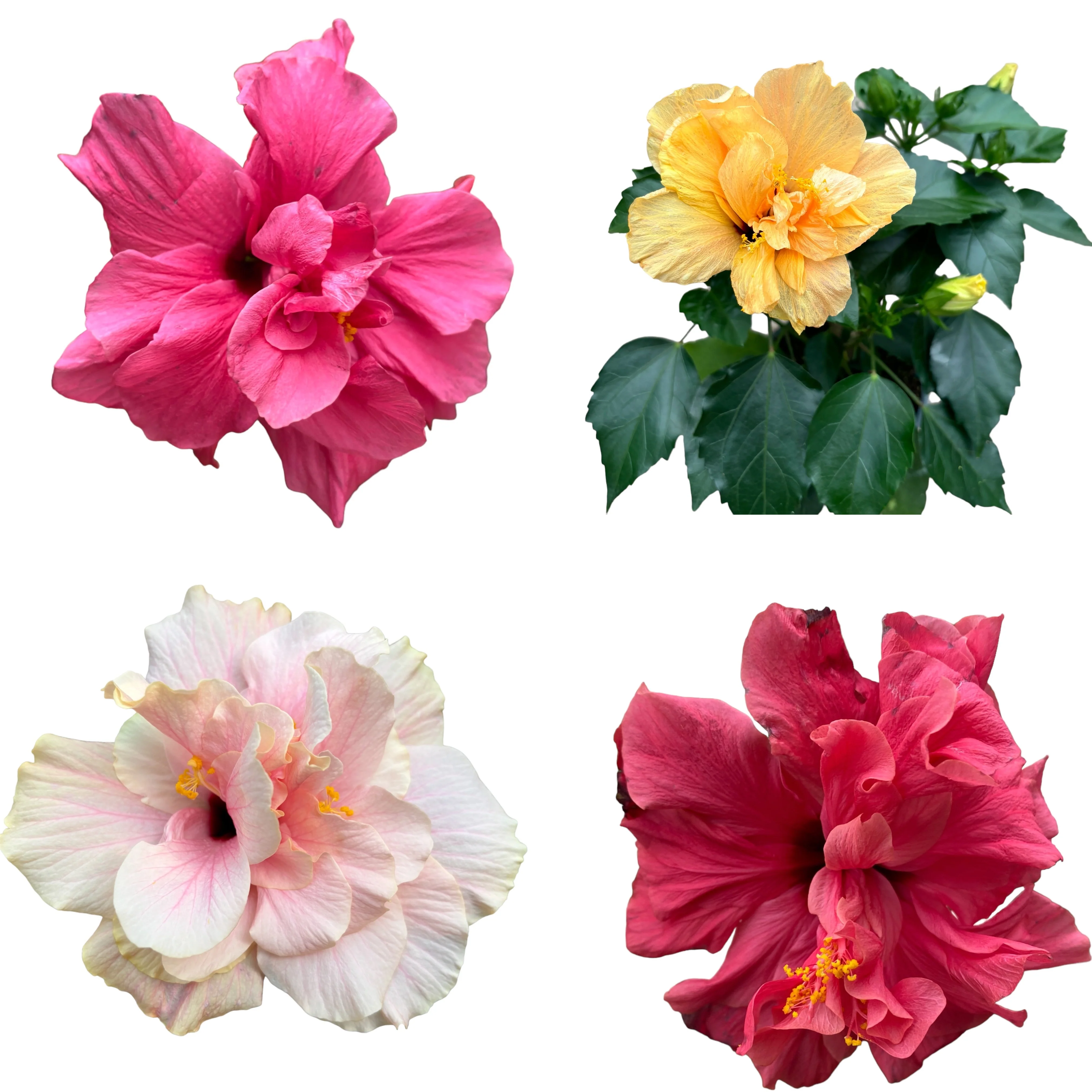 Hibiscus mix – Trandafir japonez cu floarea dubla