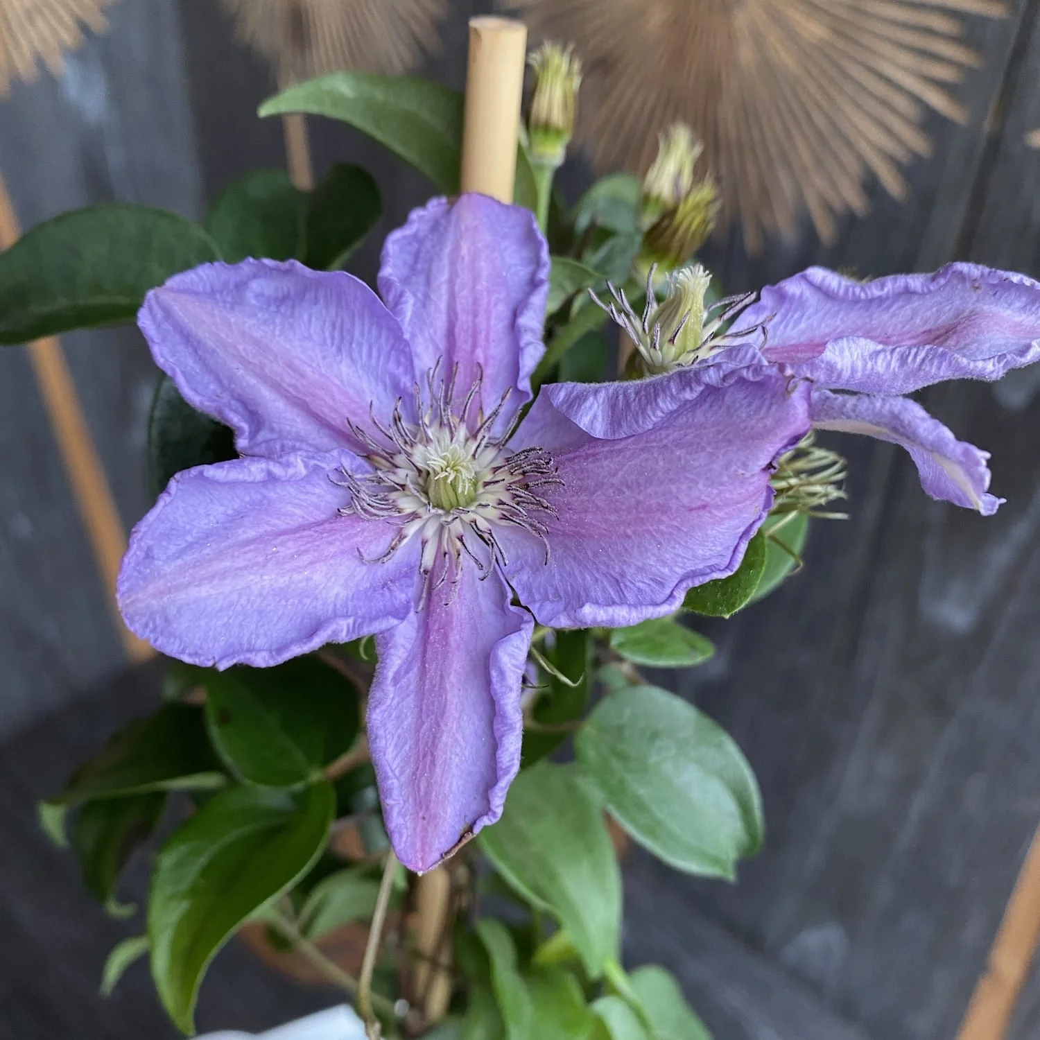 Clematite – Clematis Tudor