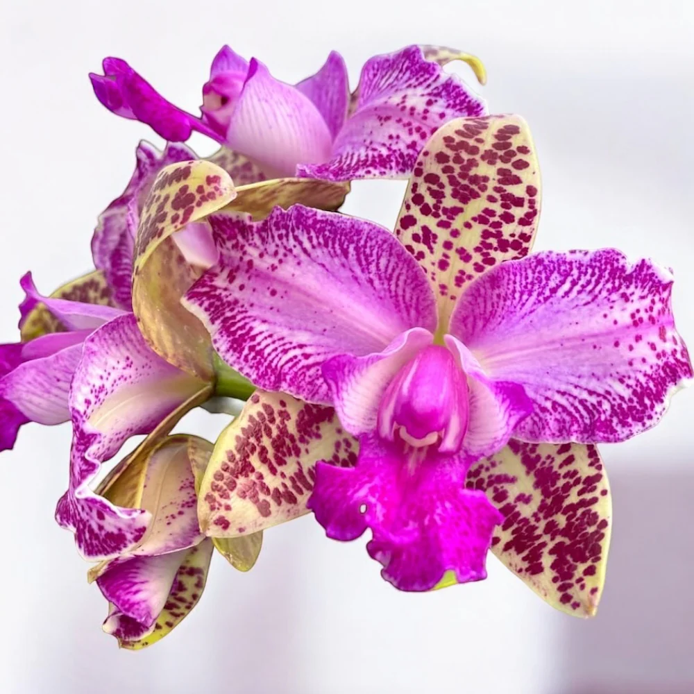 Cattleya Yuan Dung Sweet 'Dragon Fruit’ *parfumata