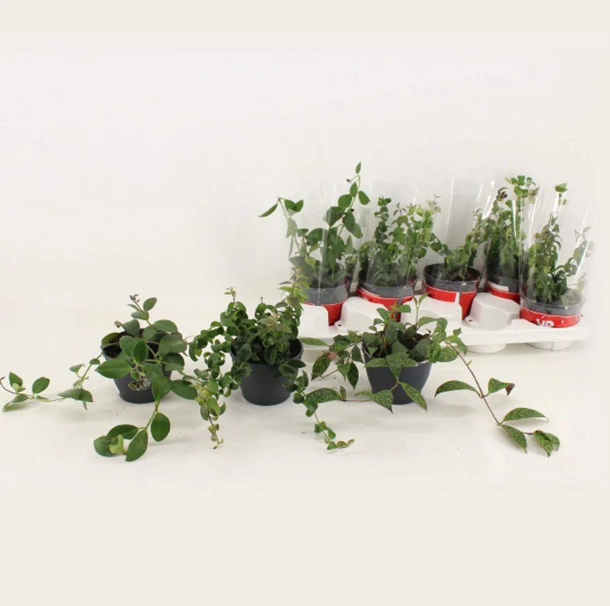 Aeschynanthus mix (Lipstick plant) 2-3pp