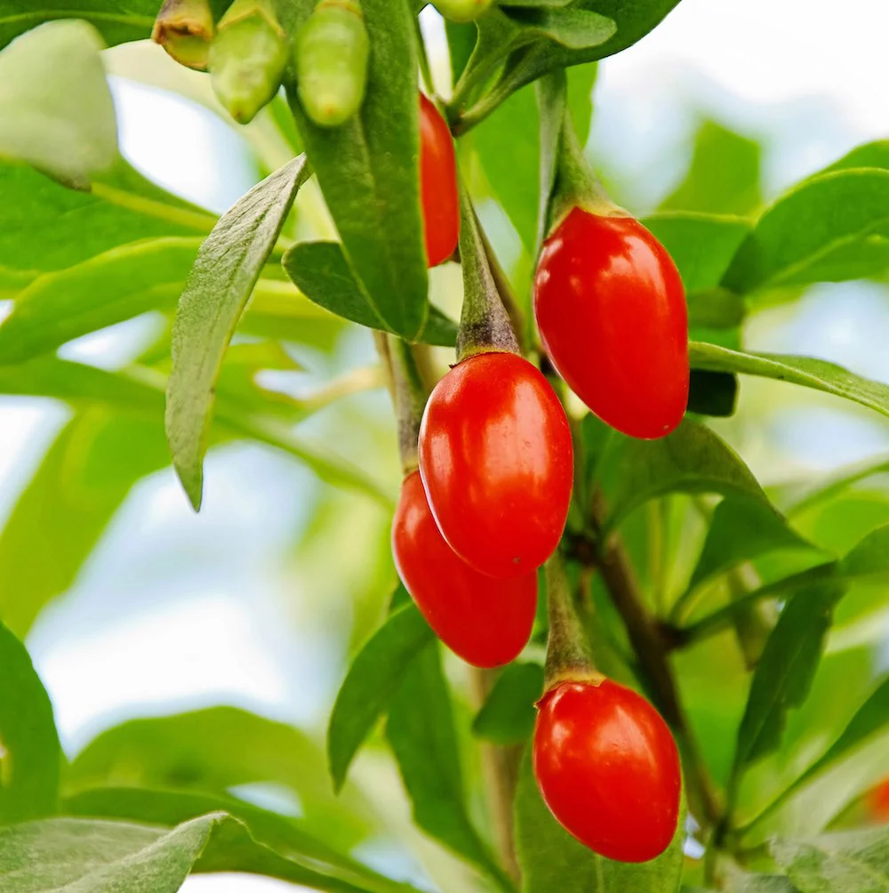 Goji la ghiveci – Lycium barbarum 'Instant Succes’ (crescut 100% biologic)
