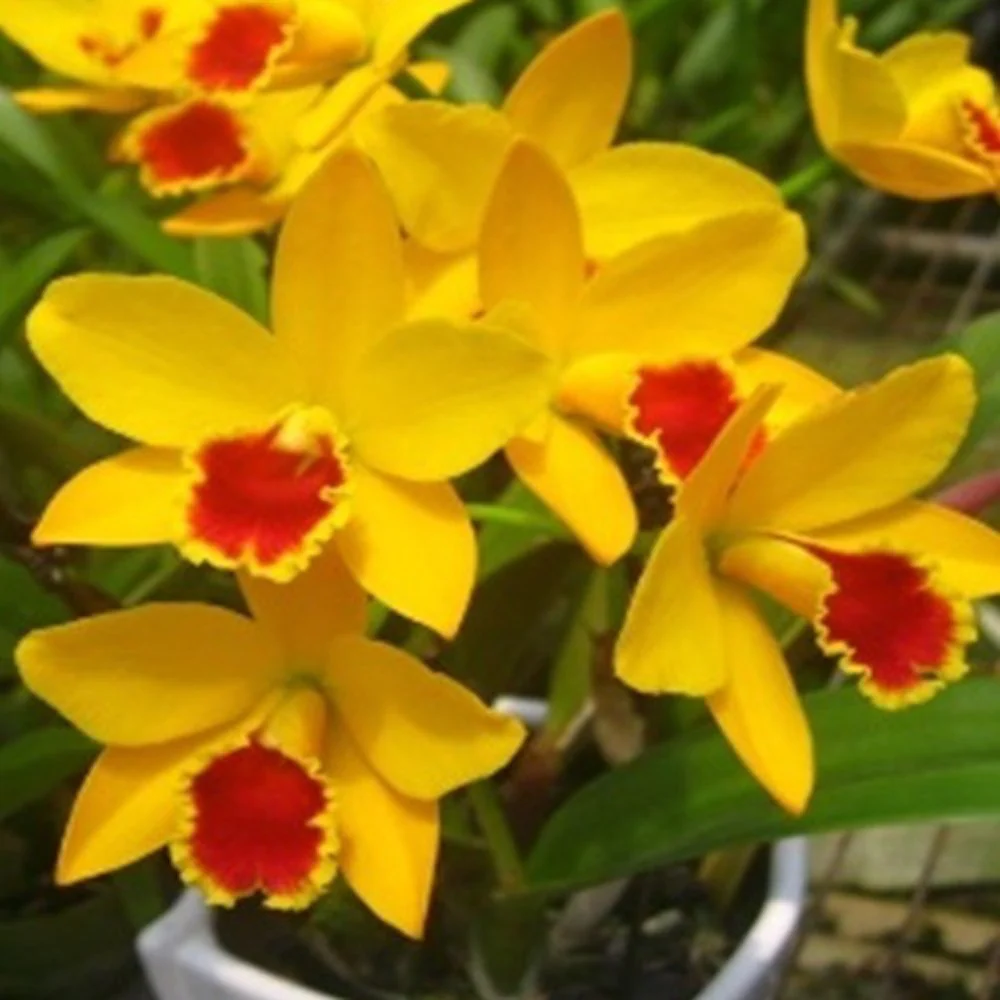 Orhidee Rlc. Taiwan Chief Bell 'Wish’