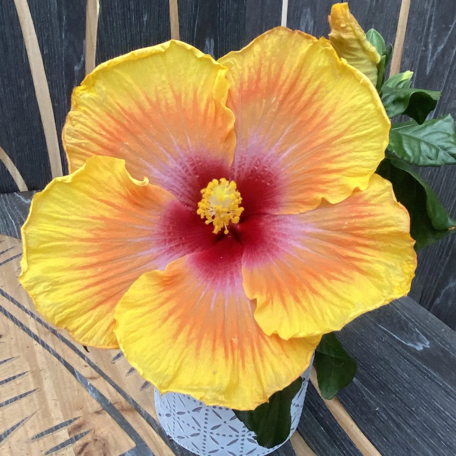 Hibiscus rosa-sinensis 'Zanzibar’ (2plante/ghiveci)