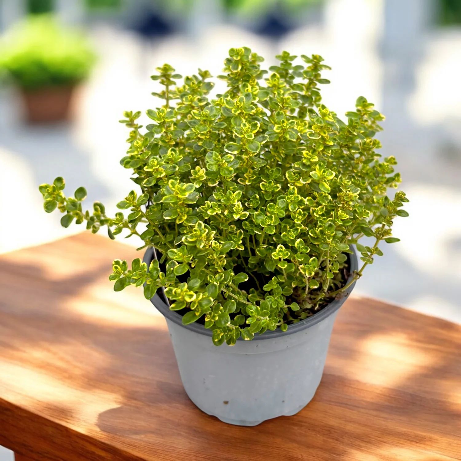 Cimbrisor lamaios variegat – Thymus citriodorus 'Aureus’ (Mystic Lemon)