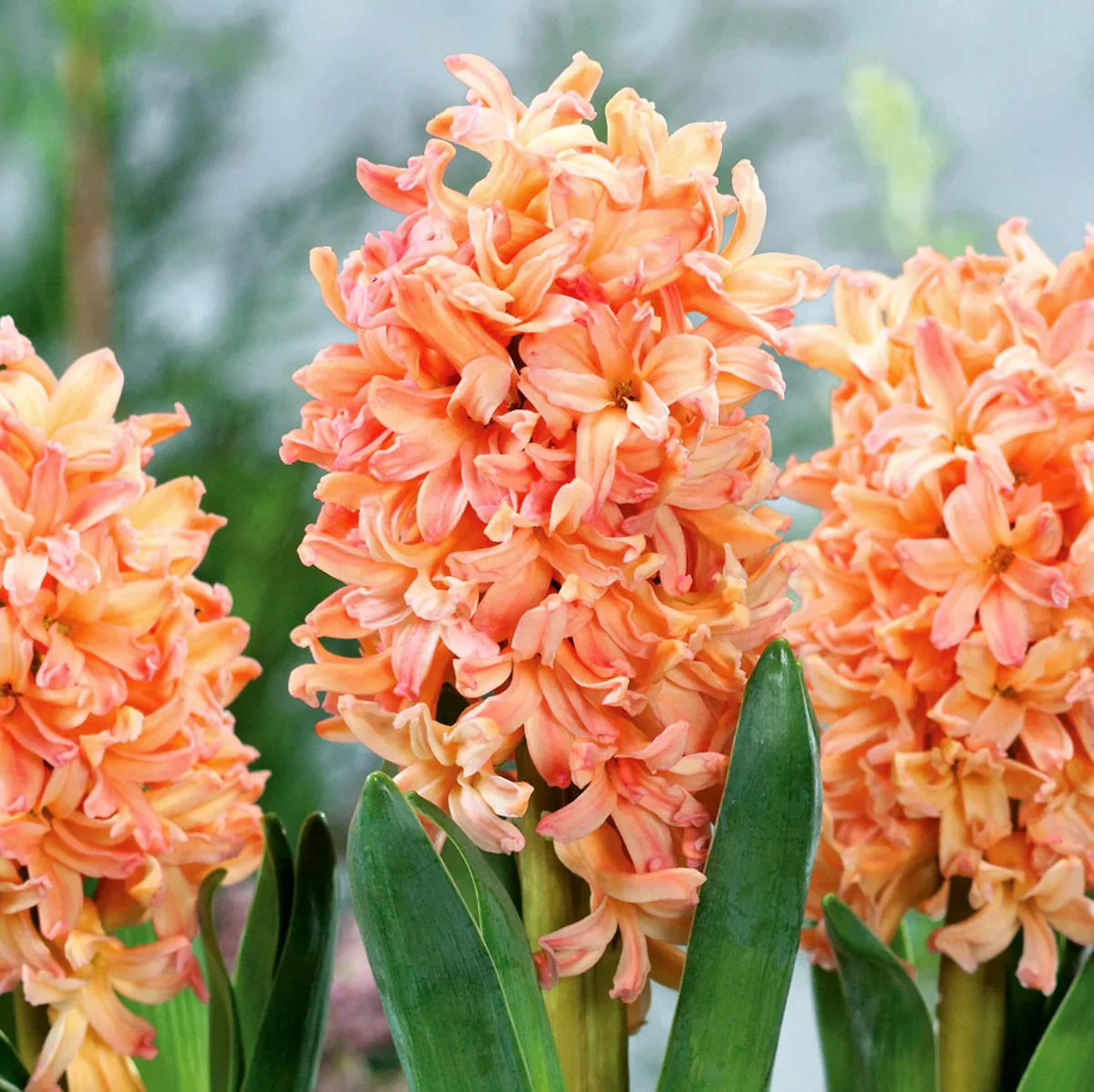 Zambile portocalii – Hyacinthus orientalis 'Gipsy Queen’ D7