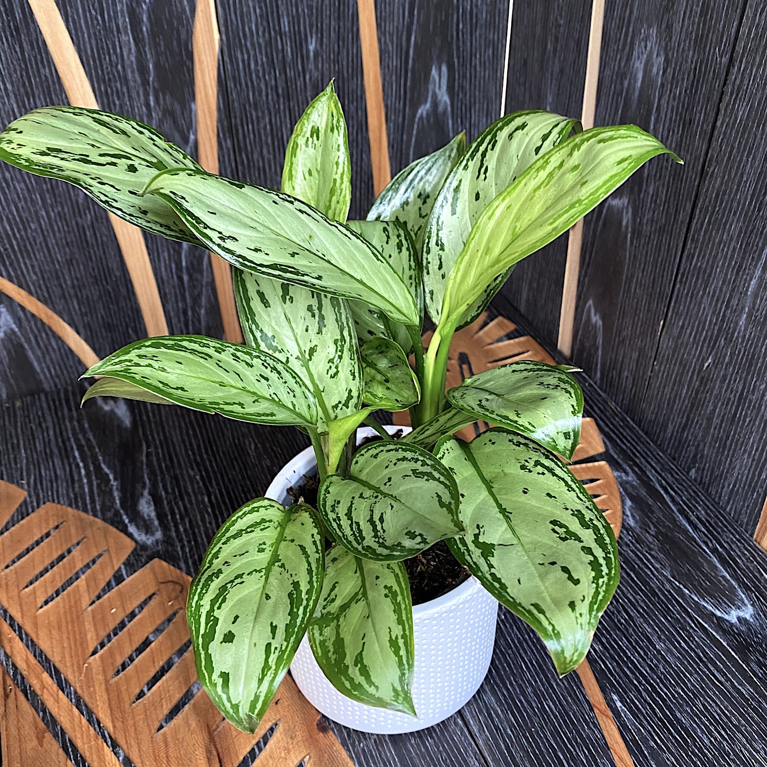 Aglaonema 'Christina’ (3 plante/pot)