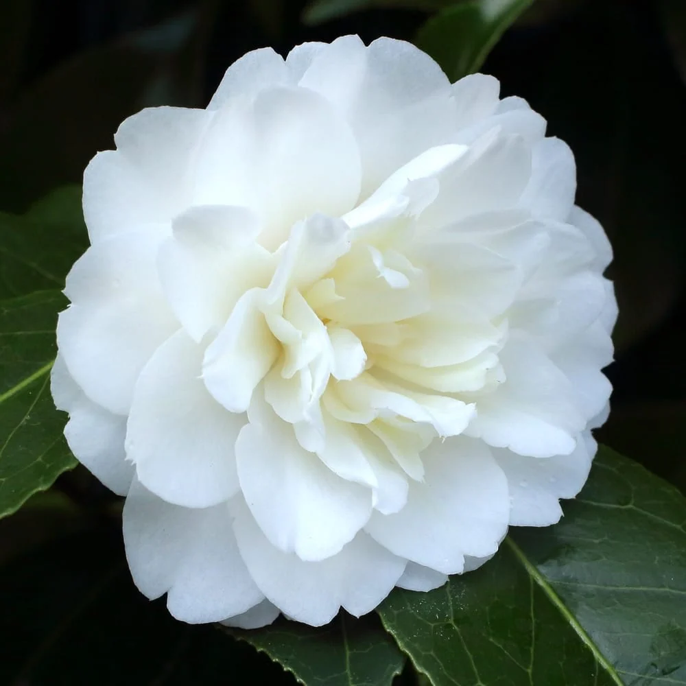 Camellia japonica 'Baby Sis’ – floarea dubla alba (rezistenta la inghet)