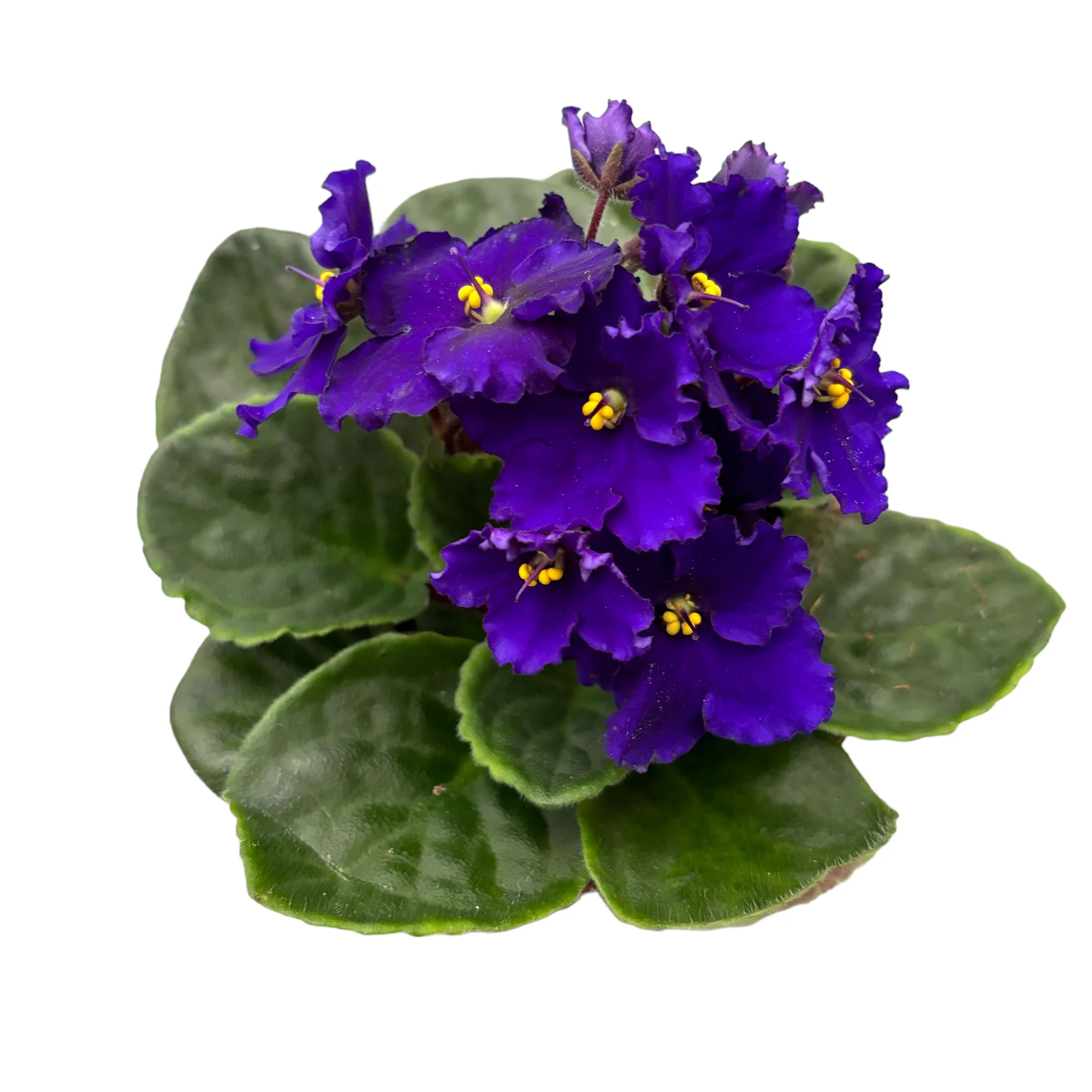 Saintpaulia Texas – violete crete albastre