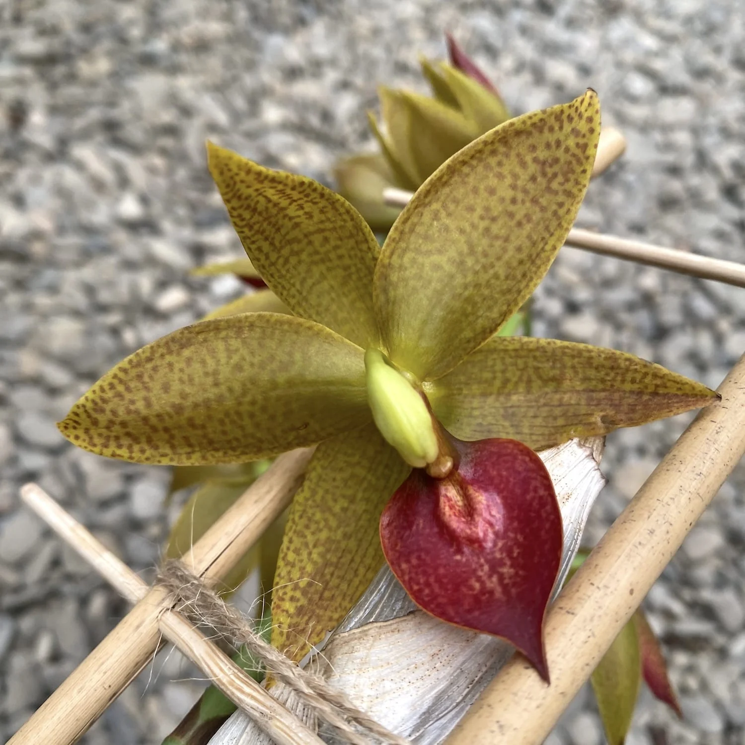 Cycnodes Jumbo Mickey parfumat – exemplarul din poza