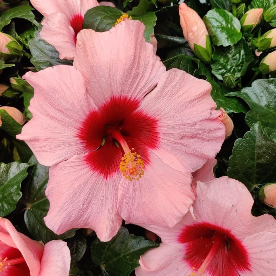 Hibiscus 'Adonicus Rosa’- flori XL (2-3 plante/ghiveci)
