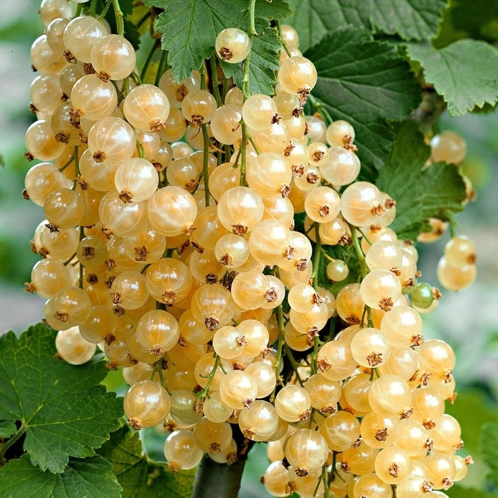 Coacaz alb cu fructe dulci – Ribes rubrum 'Witte Parel’