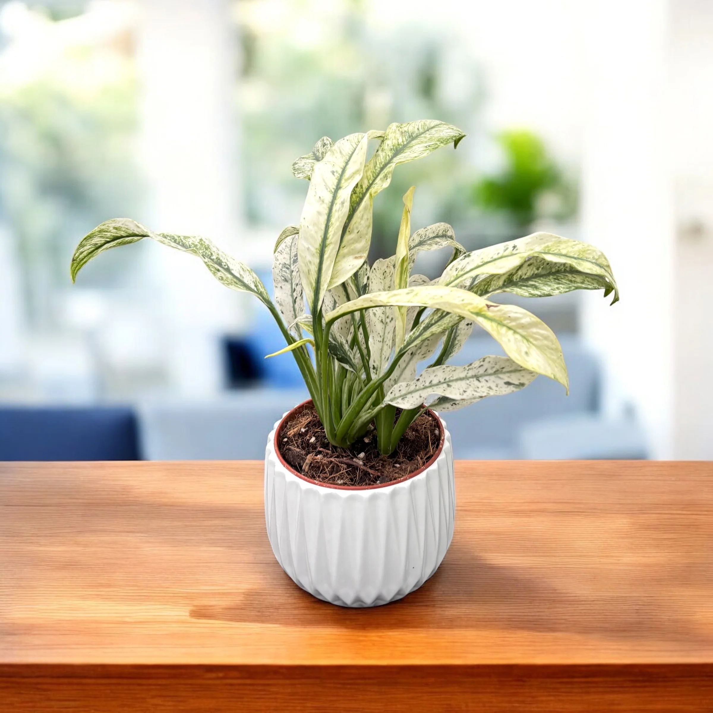 Rhaphidophora puberula ‘Variegata’ (strong variegation) – contrast puternic, efect tropical rar