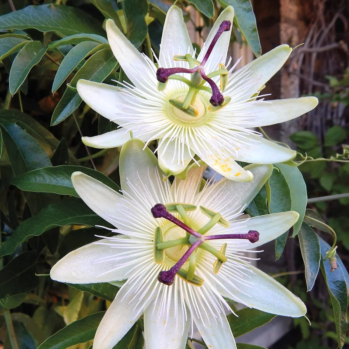Passiflora 'Avalanche’ – floarea pasiunii
