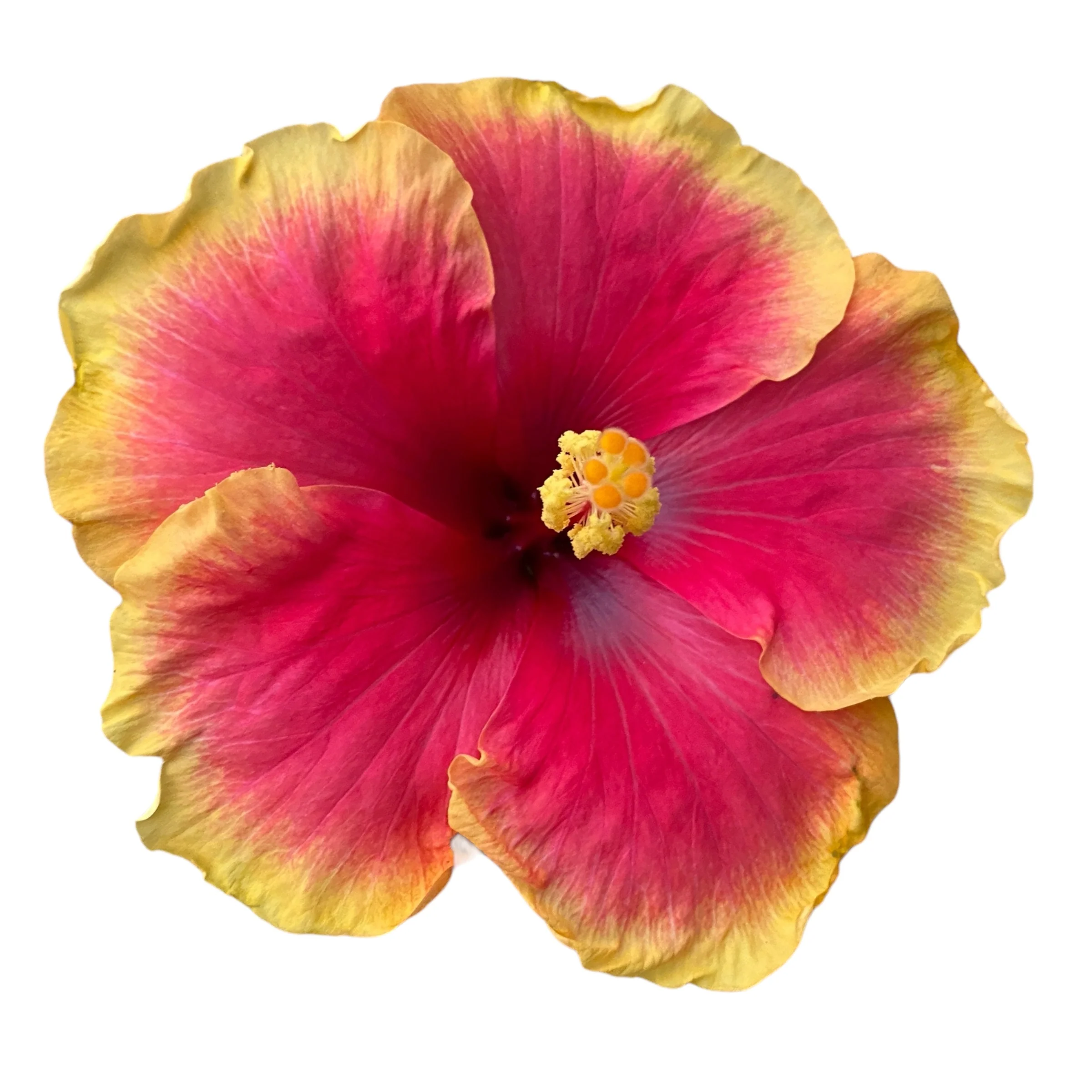 Hibiscus Hawaii ‘Long Life’ Tivoli – flori XL 2pp