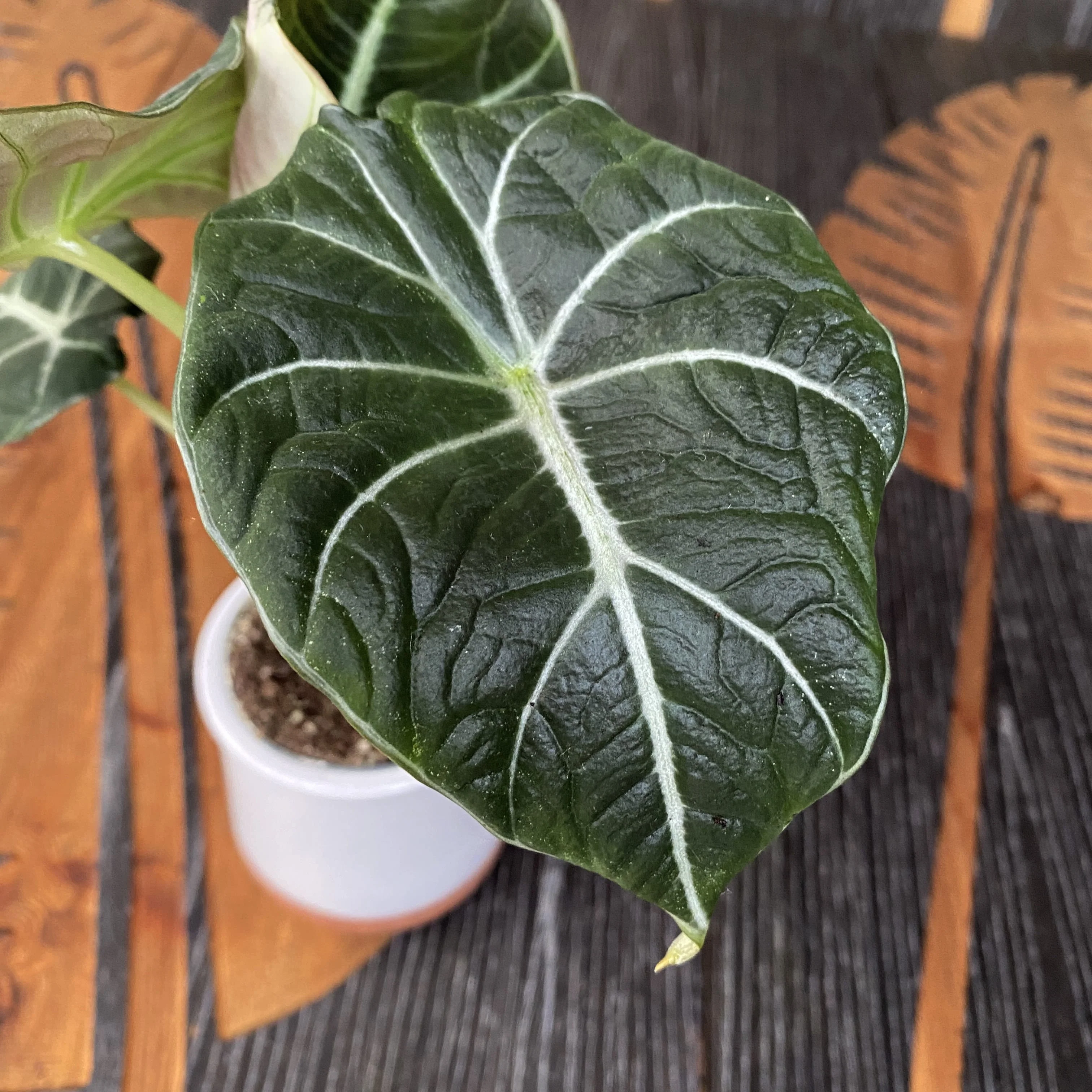 Alocasia reginula 'Black Velvet’ (babyplant)