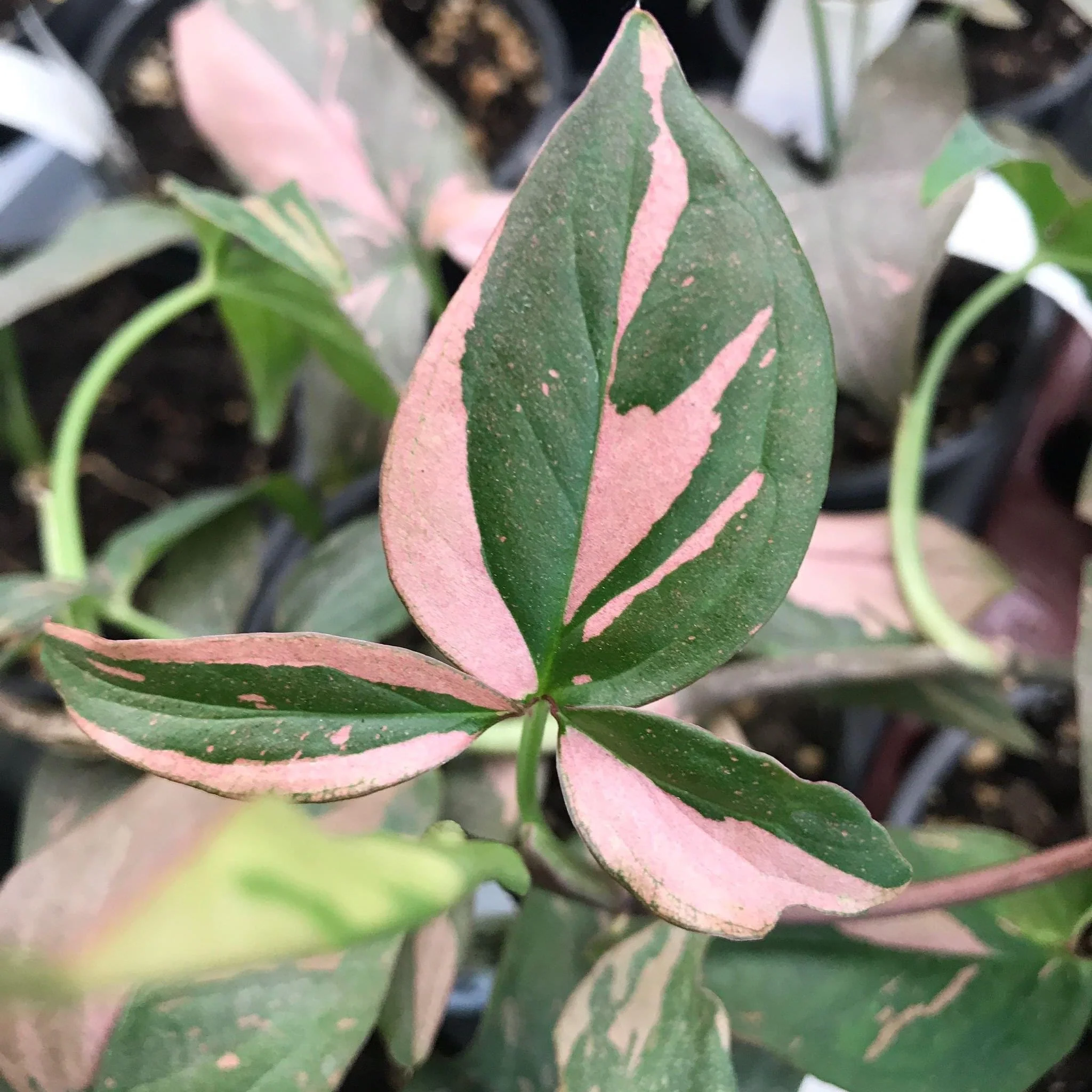 Syngonium podophyllum 'Red Spot’ (Pink Splash) full pots
