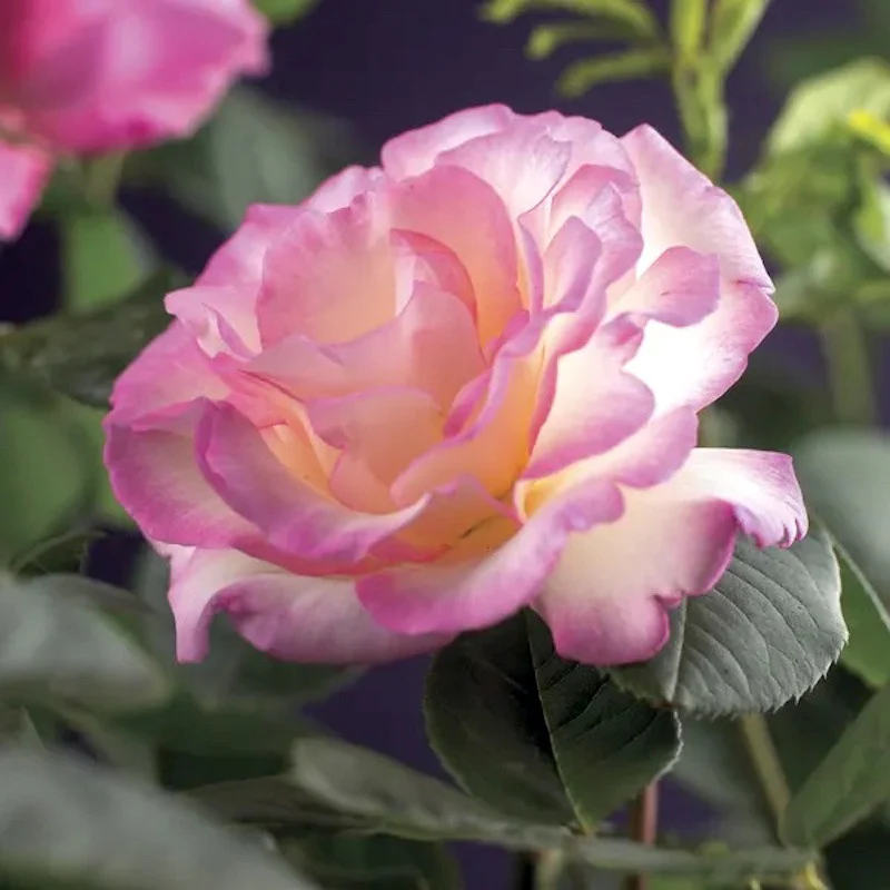Rosa 'Pink Candy’® – Trandafir floribunda, catarator, parfumat