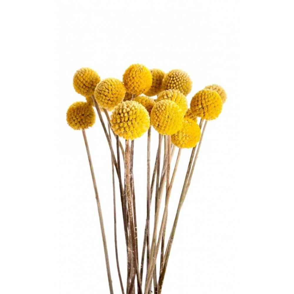 Craspedia la fir – globulete galbene