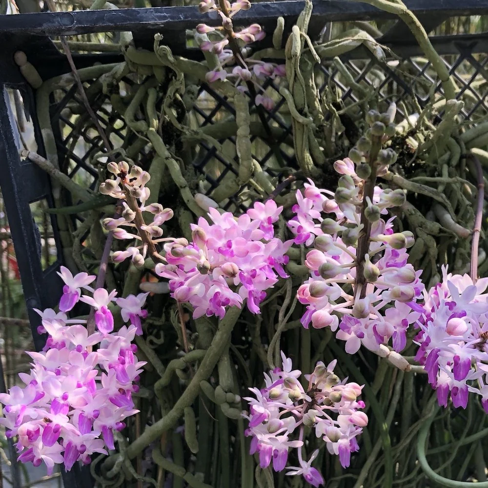Seidenfadenia (Aerides) Mitrata *parfumata