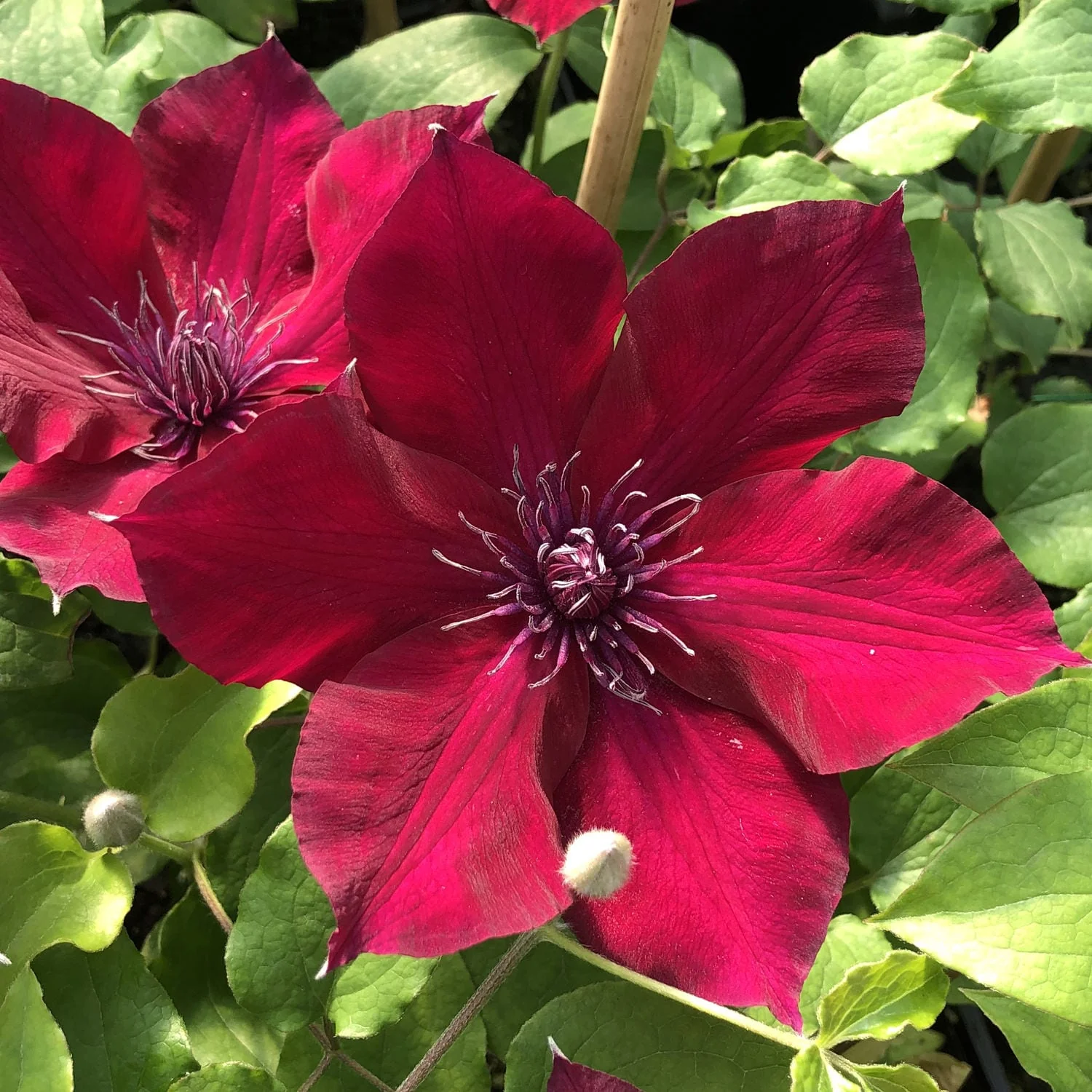 Clematite cu flori rosii, mari – Clematis 'Nubia’ (Boulevard Red – Evipo079) (Late Large-flowered Group)