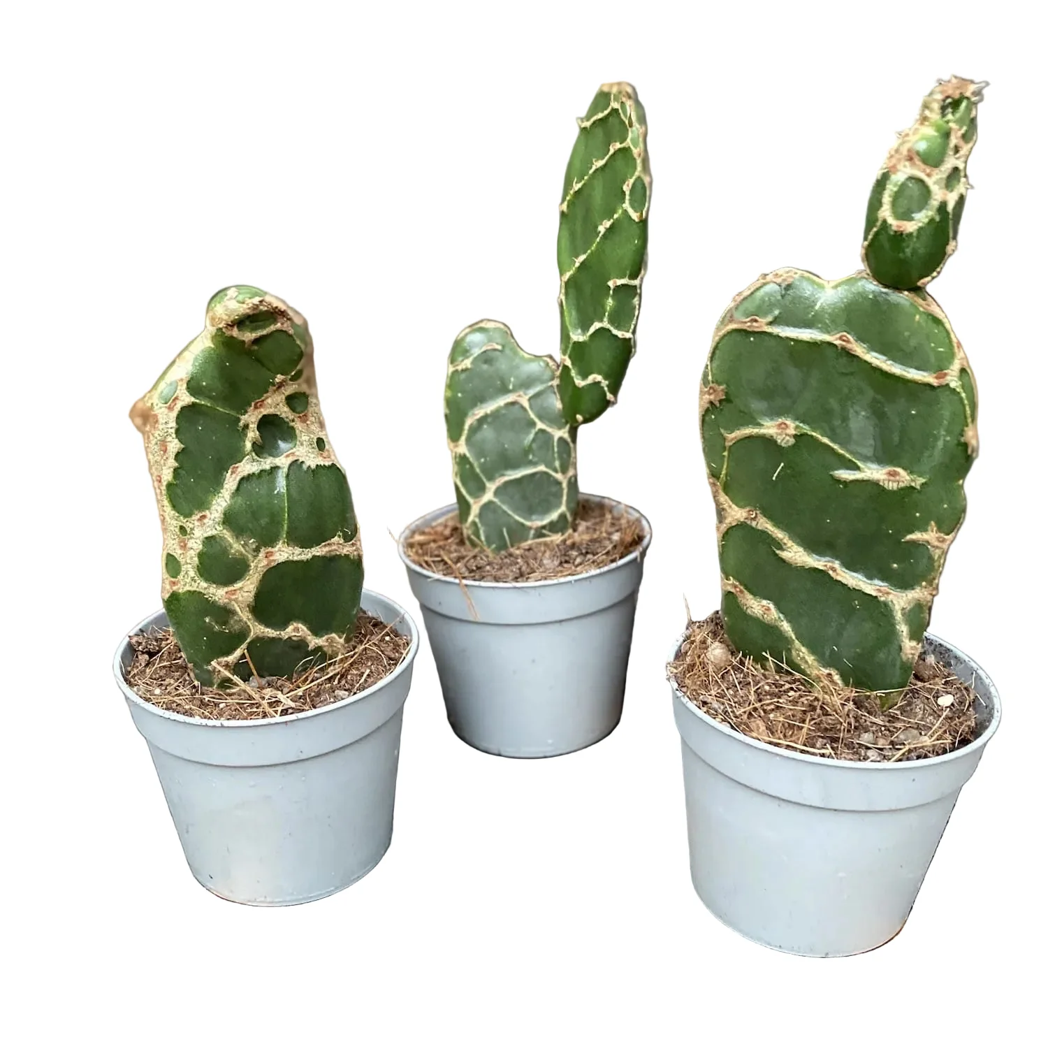 Opuntia Reticulata Cobra